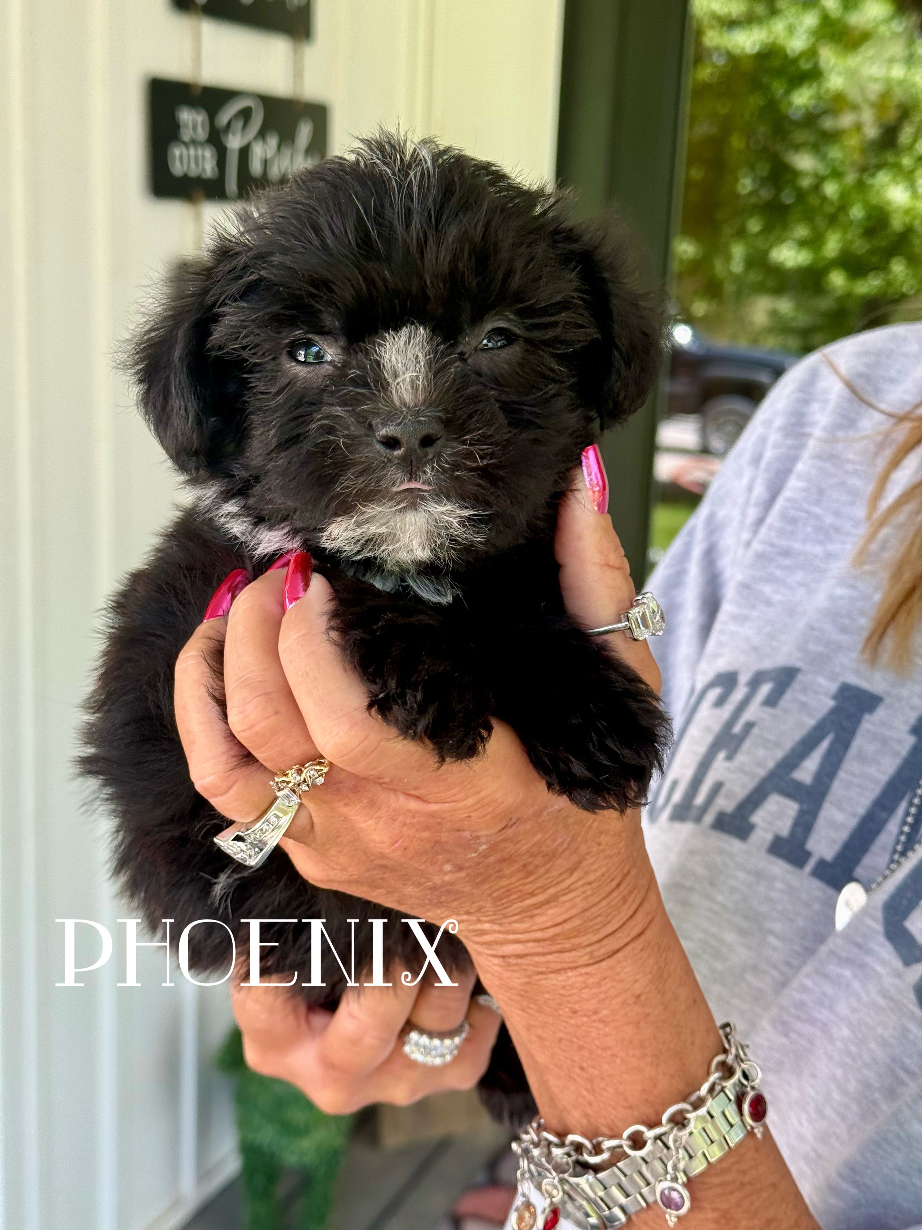 Pheonix – Boston Terrier, Poodle - Toy  puppy for sale in Columbia City, IN