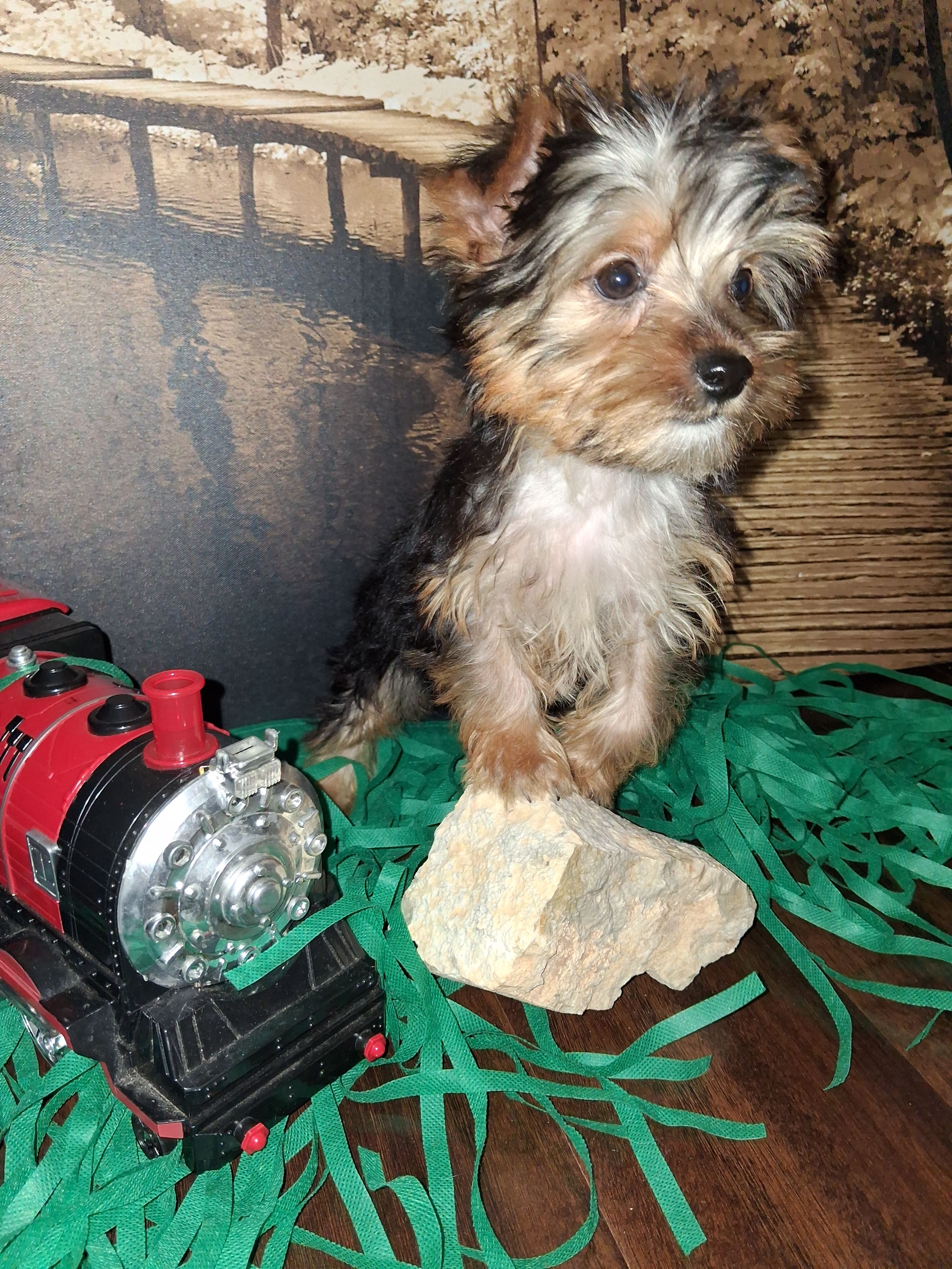 Yorkie M5 – Yorkshire Terrier puppy for sale in Slidell, LA