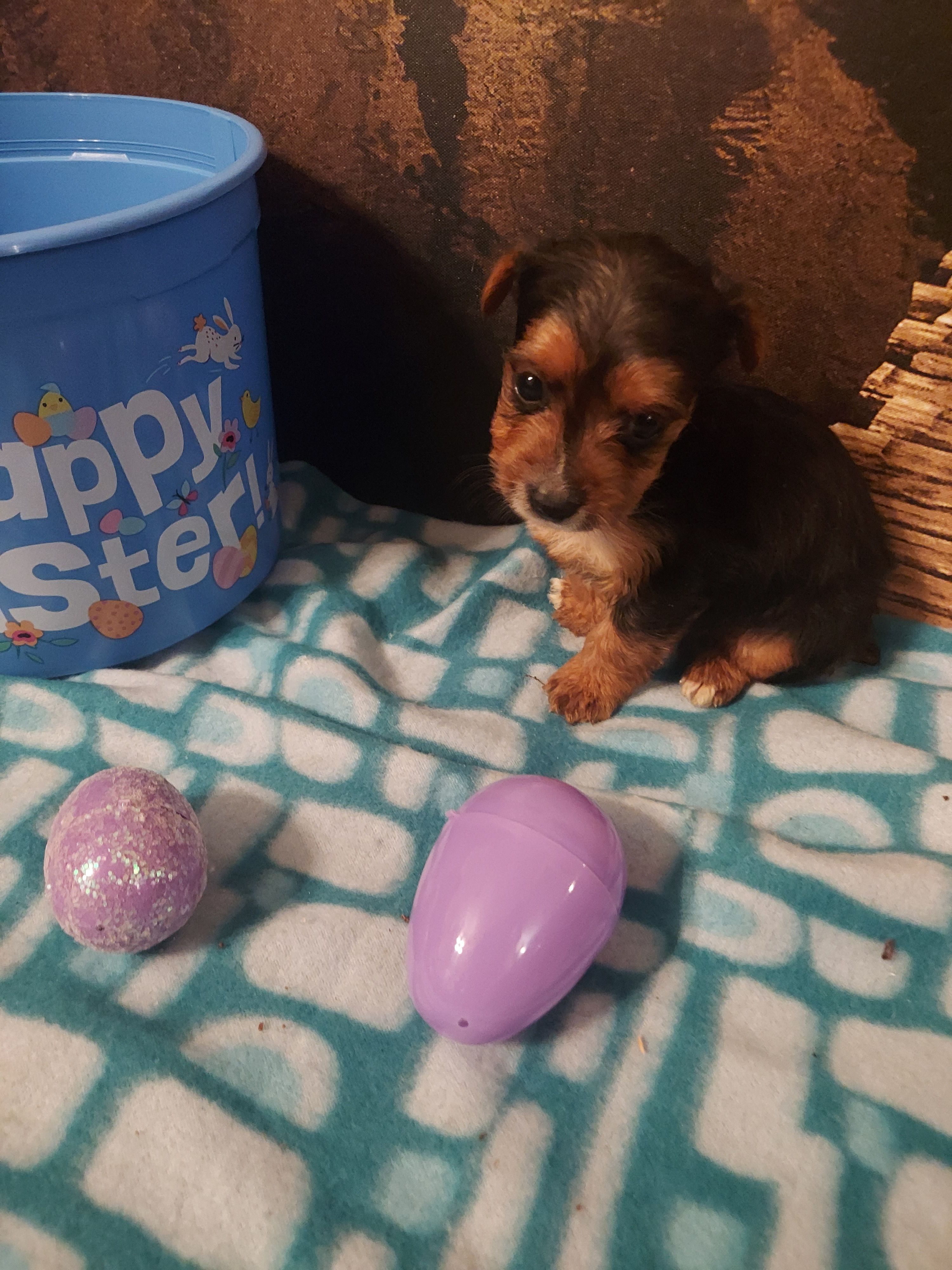 Yorkie M4 – Yorkshire Terrier puppy for sale in Slidell, LA