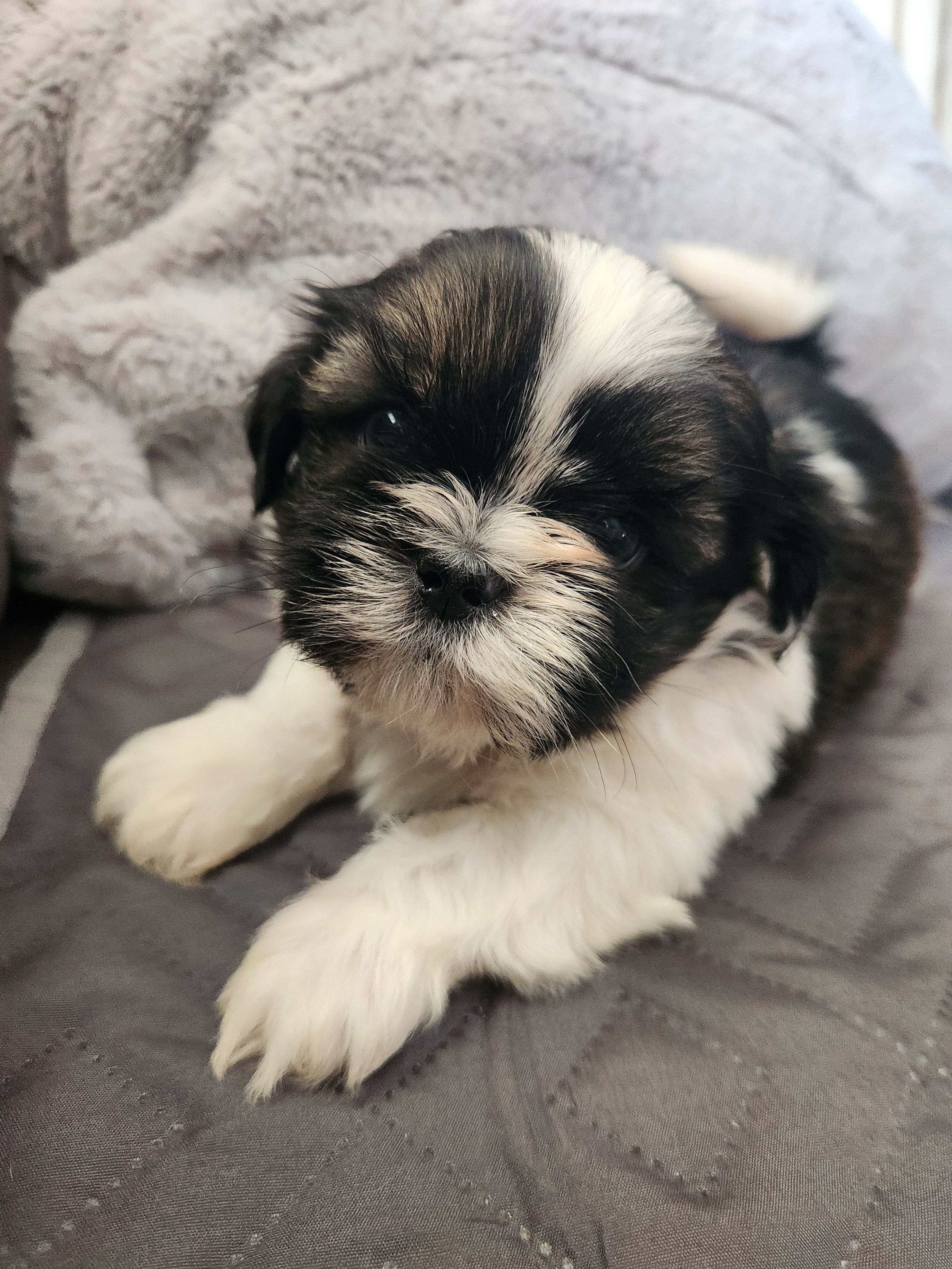 Milo – Shih Tzu puppy for sale in Live Oak, FL