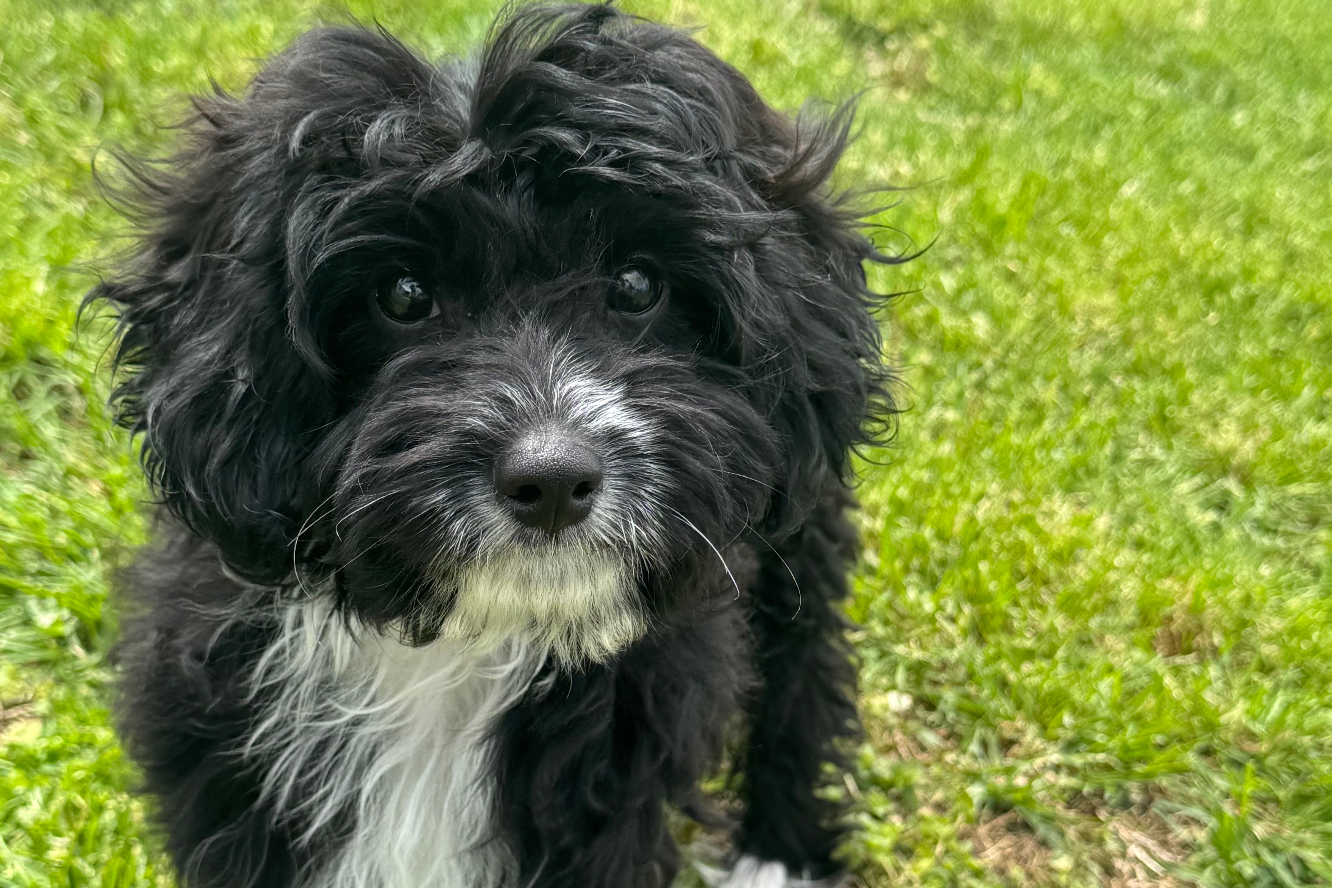Coop – Miniature Aussiedoodle puppy for sale in Lebanon, MO