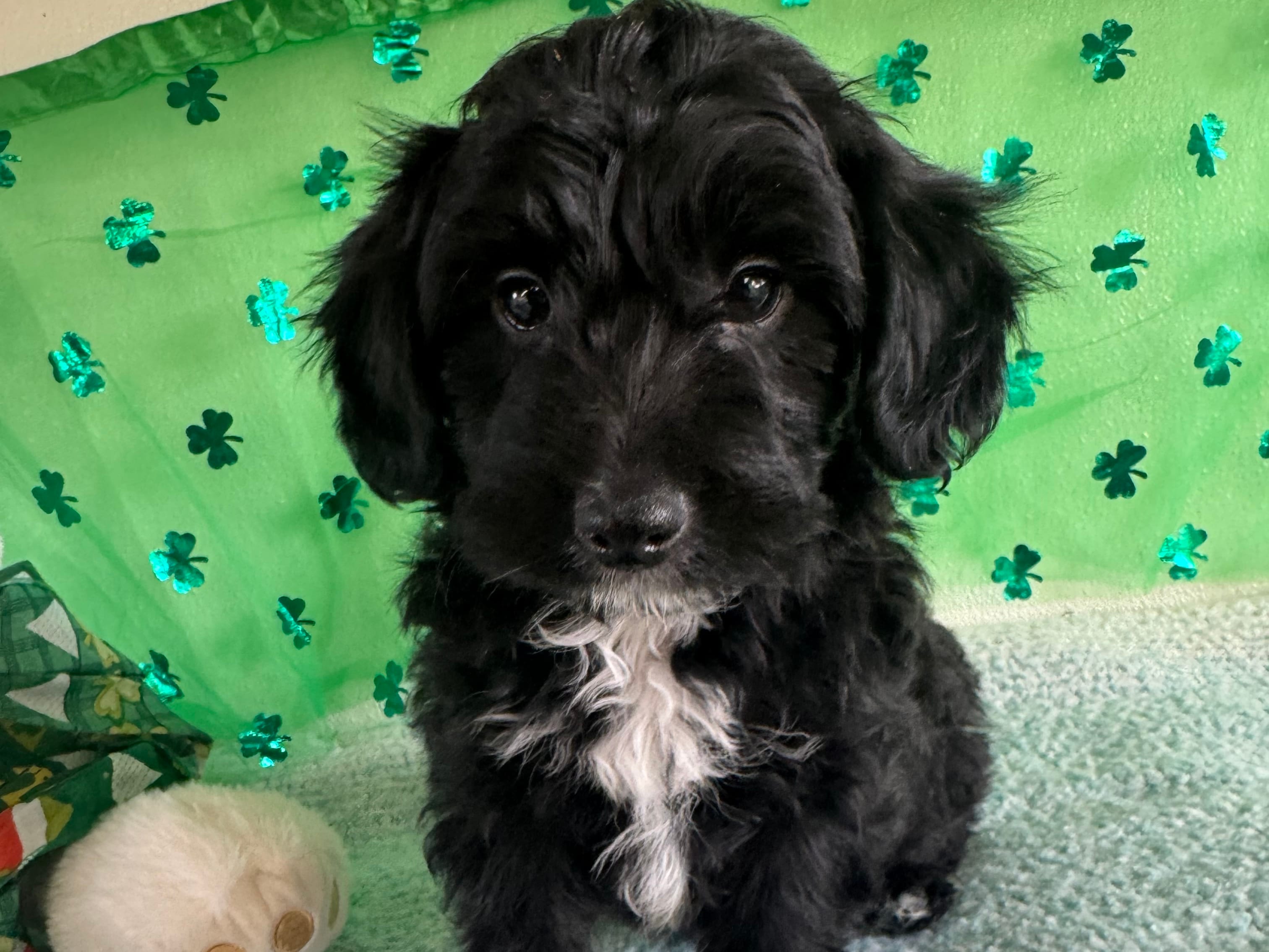 Coop – Miniature Aussiedoodle puppy for sale in Lebanon, MO