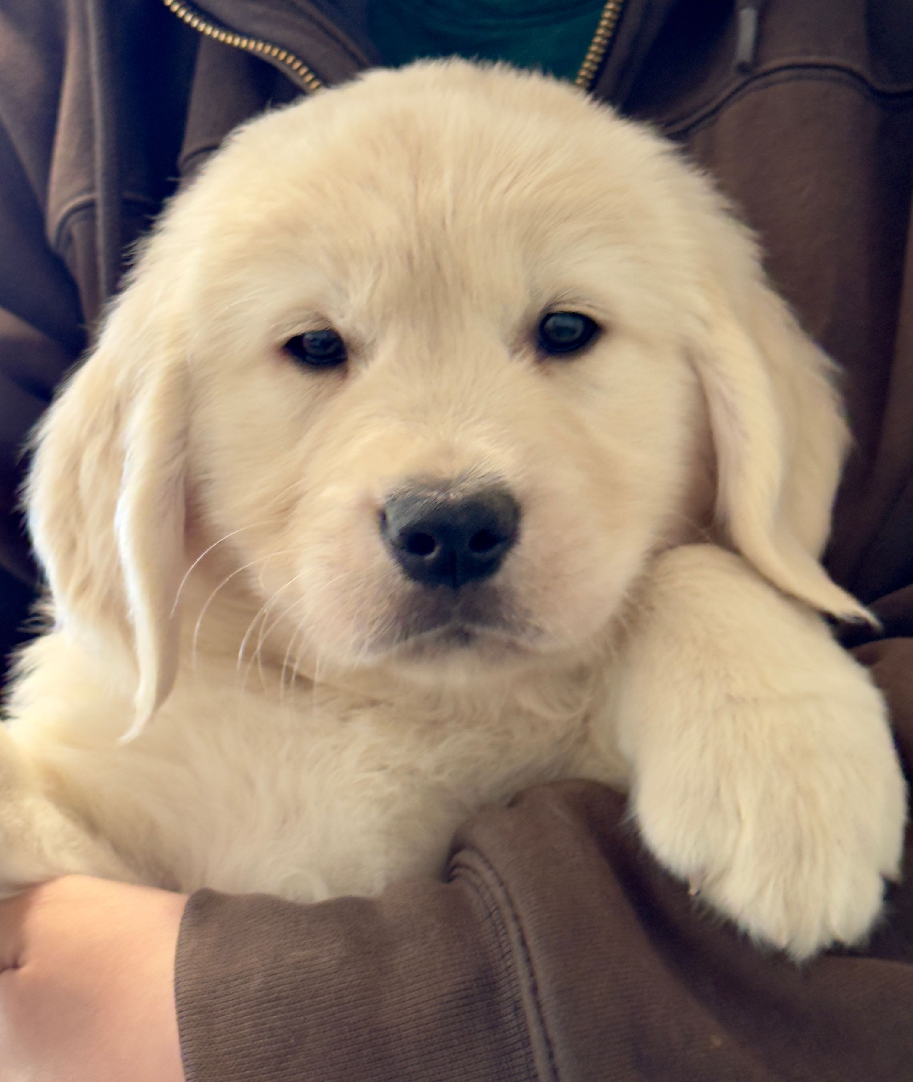 Honey’s Red – English Cream Golden Retriever puppy for sale in Crawfordville, GA