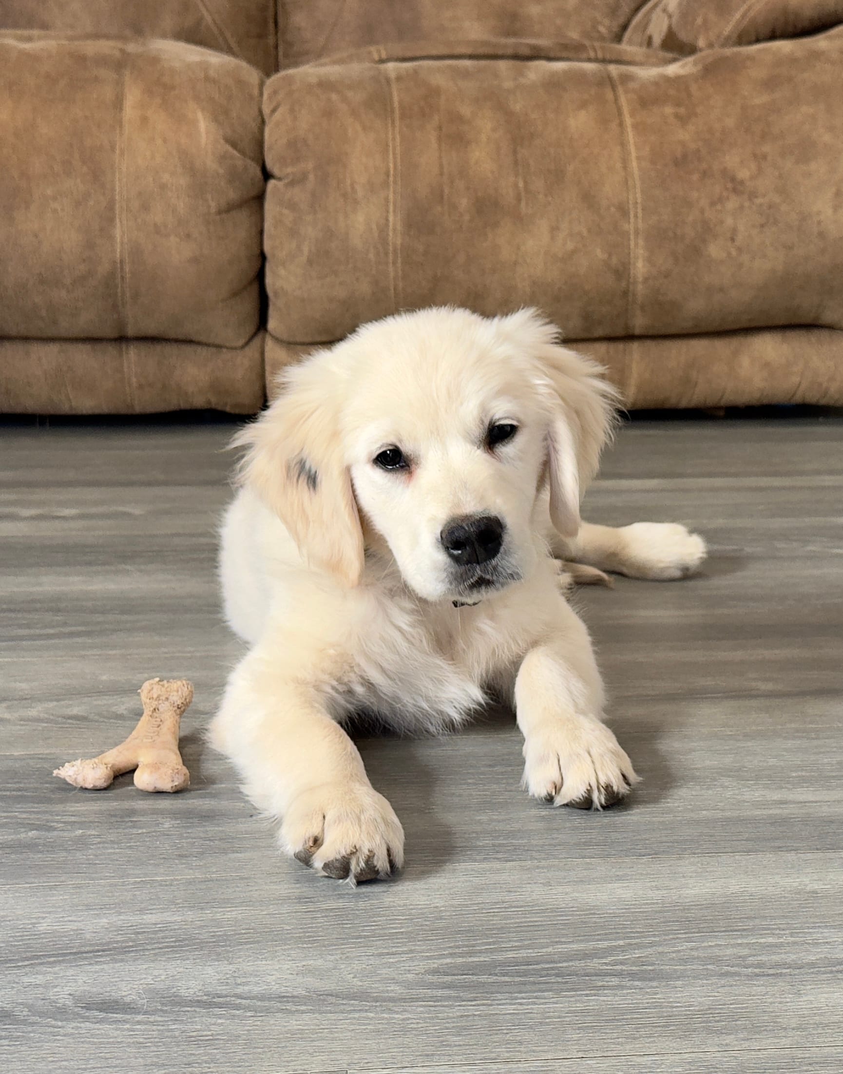 Stella’s DK Green Boy