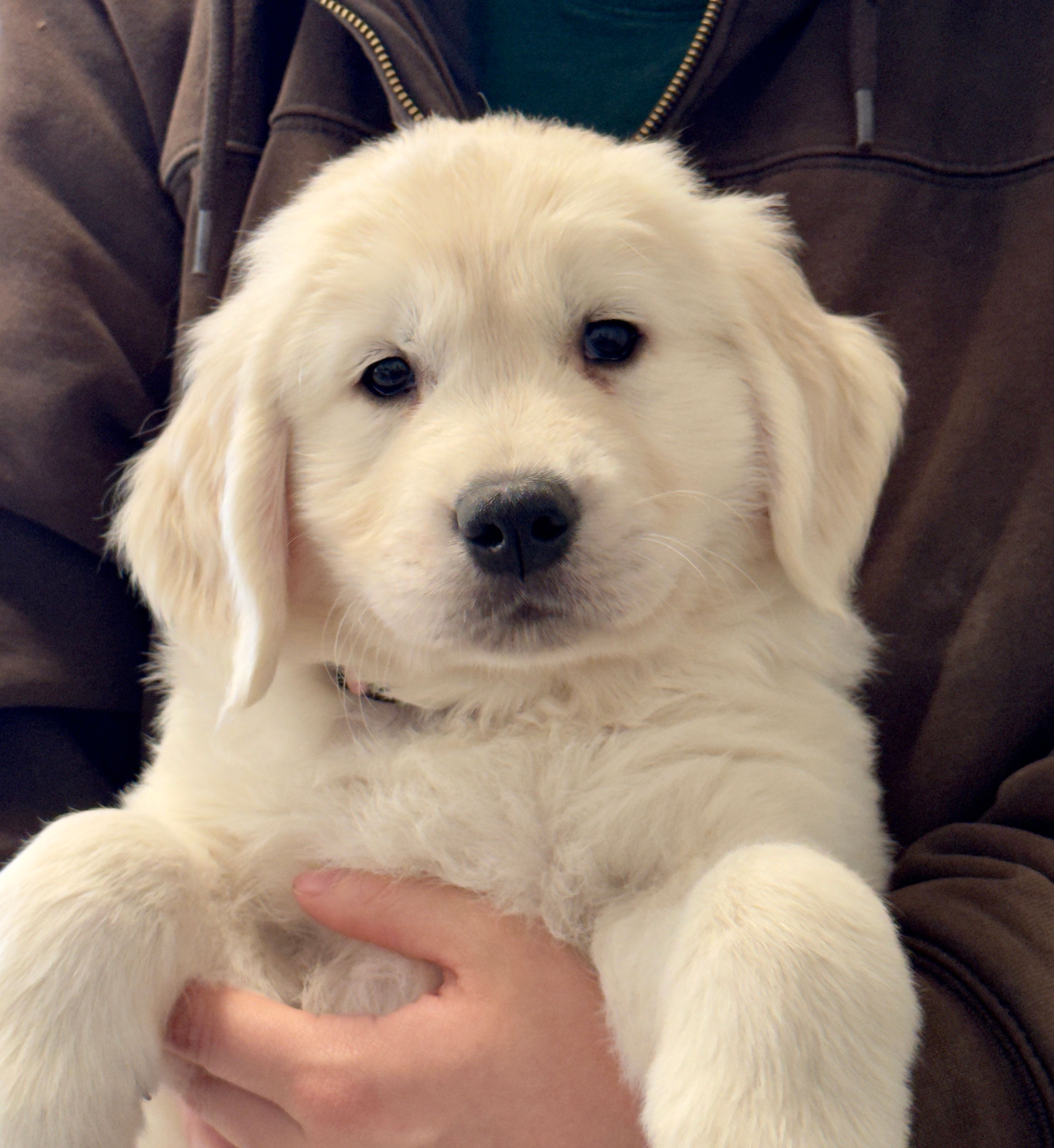 Honey’s Pink – English Cream Golden Retriever puppy for sale in Crawfordville, GA