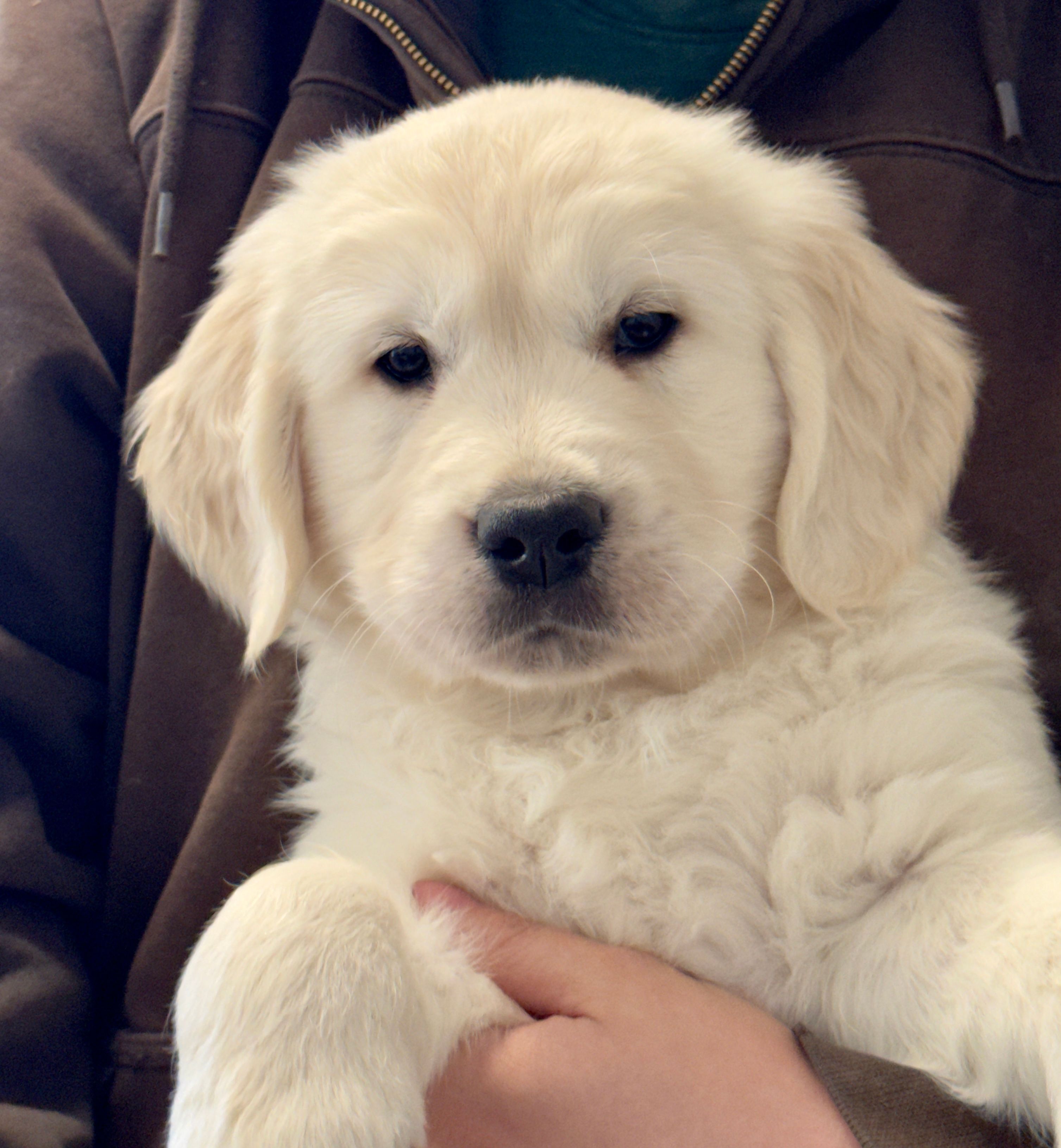 Honey’s Purple – English Cream Golden Retriever puppy for sale in Crawfordville, GA
