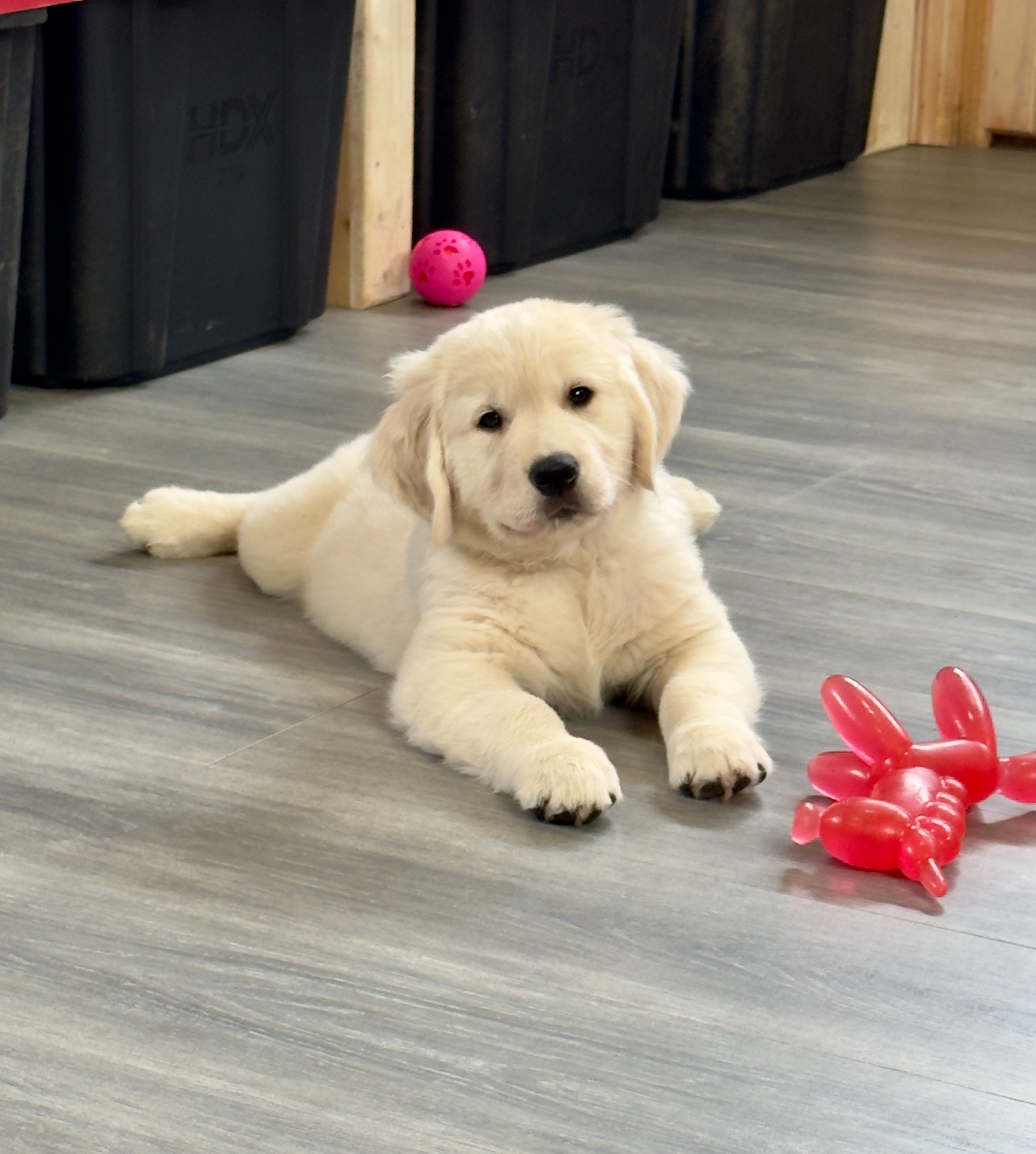 Honey’s Red – English Cream Golden Retriever puppy for sale in Crawfordville, GA