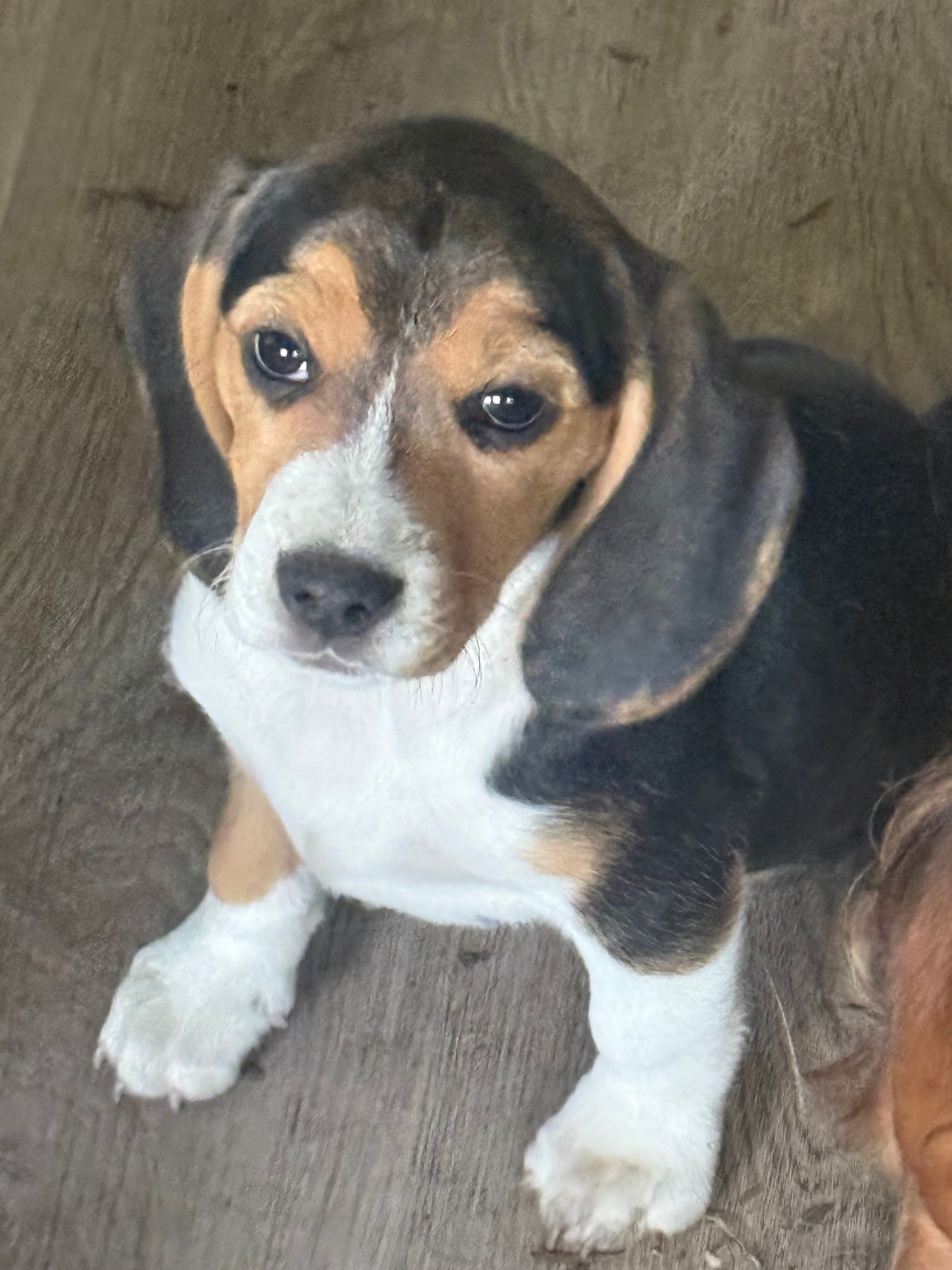 Black Tri Female-Light Green