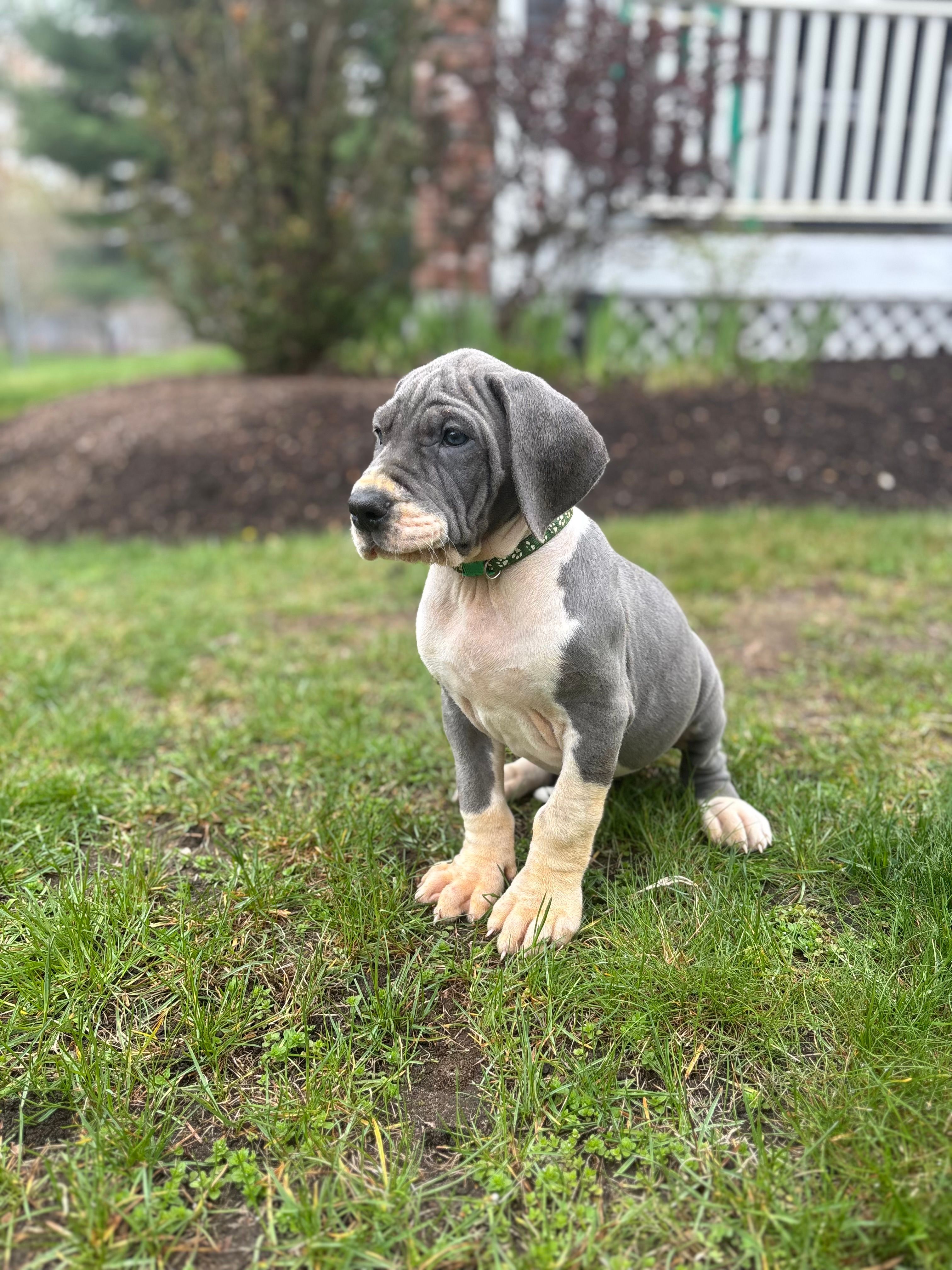 Grey – Great Dane puppy for sale in Middleboro, MA