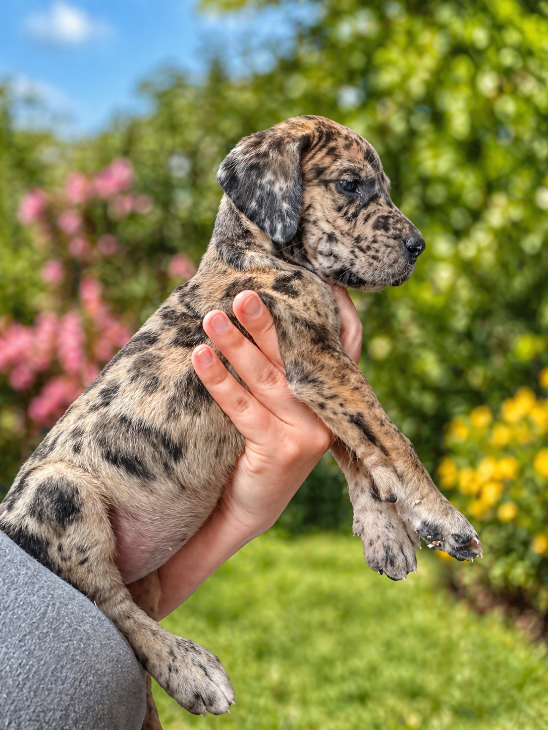 Petunia  – Great Dane puppy for sale in Middleboro, MA