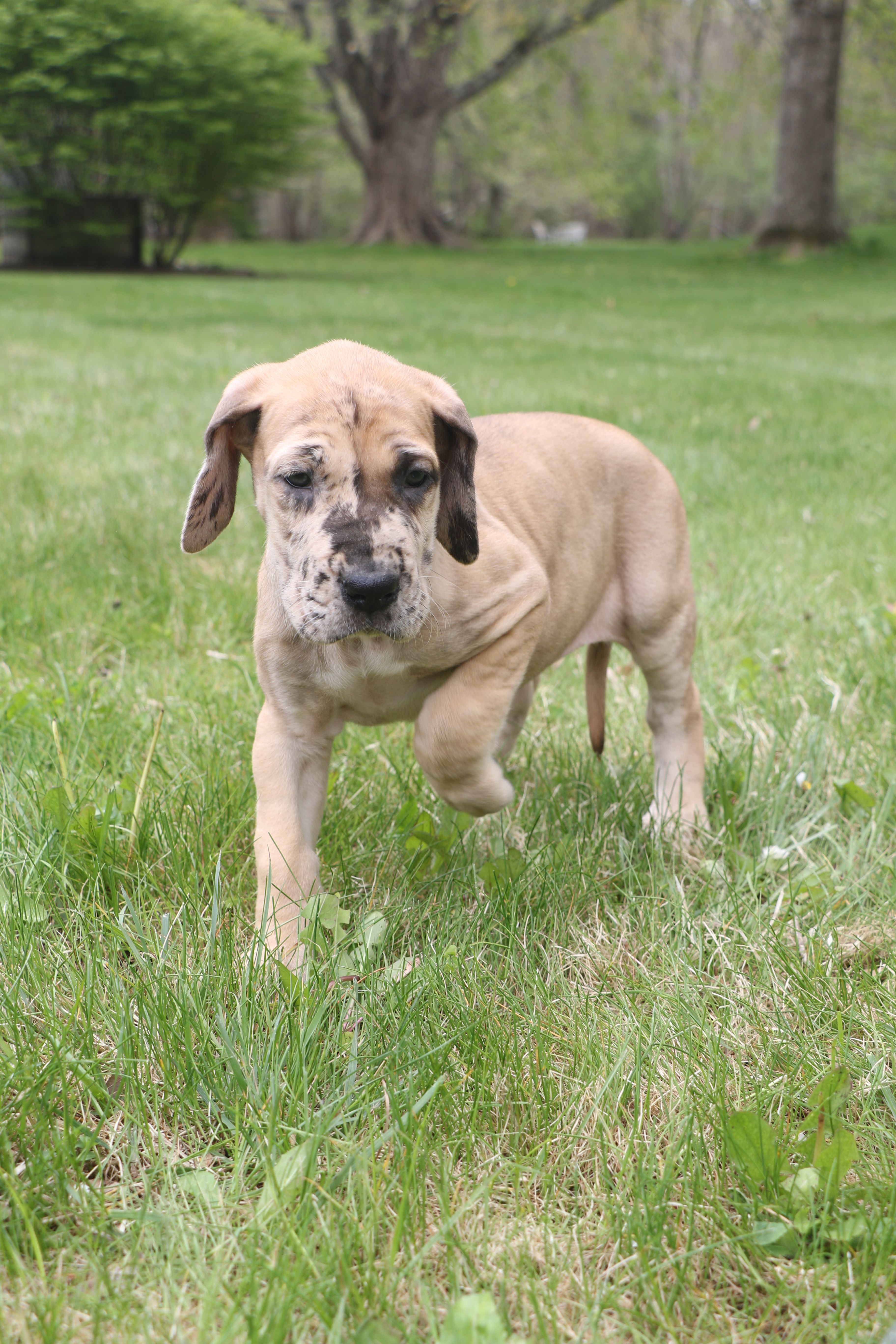 Daffy  – Great Dane puppy for sale in Middleboro, MA