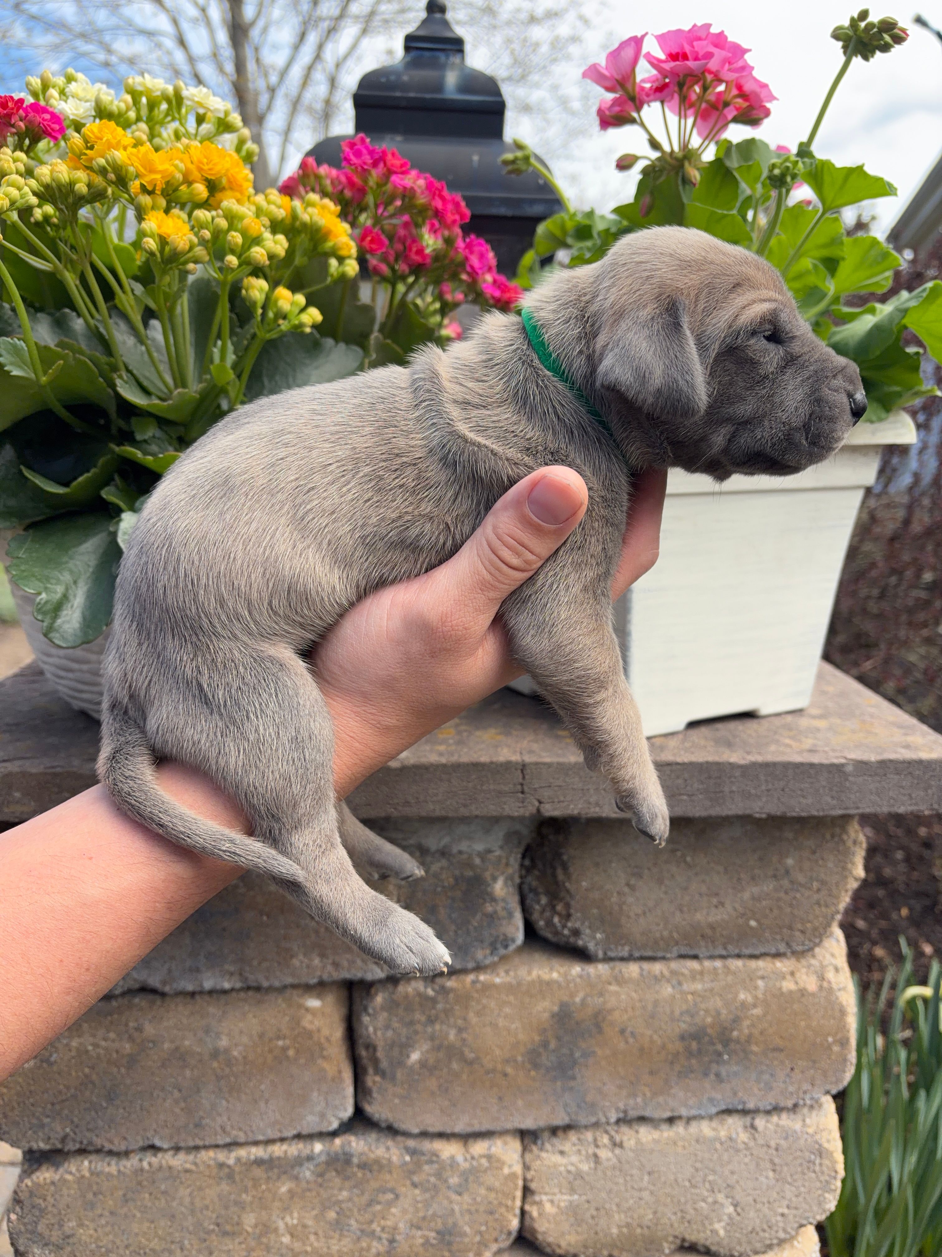 Green Collar Blue Fawn Female – Great Dane puppy for sale in Middleboro, MA