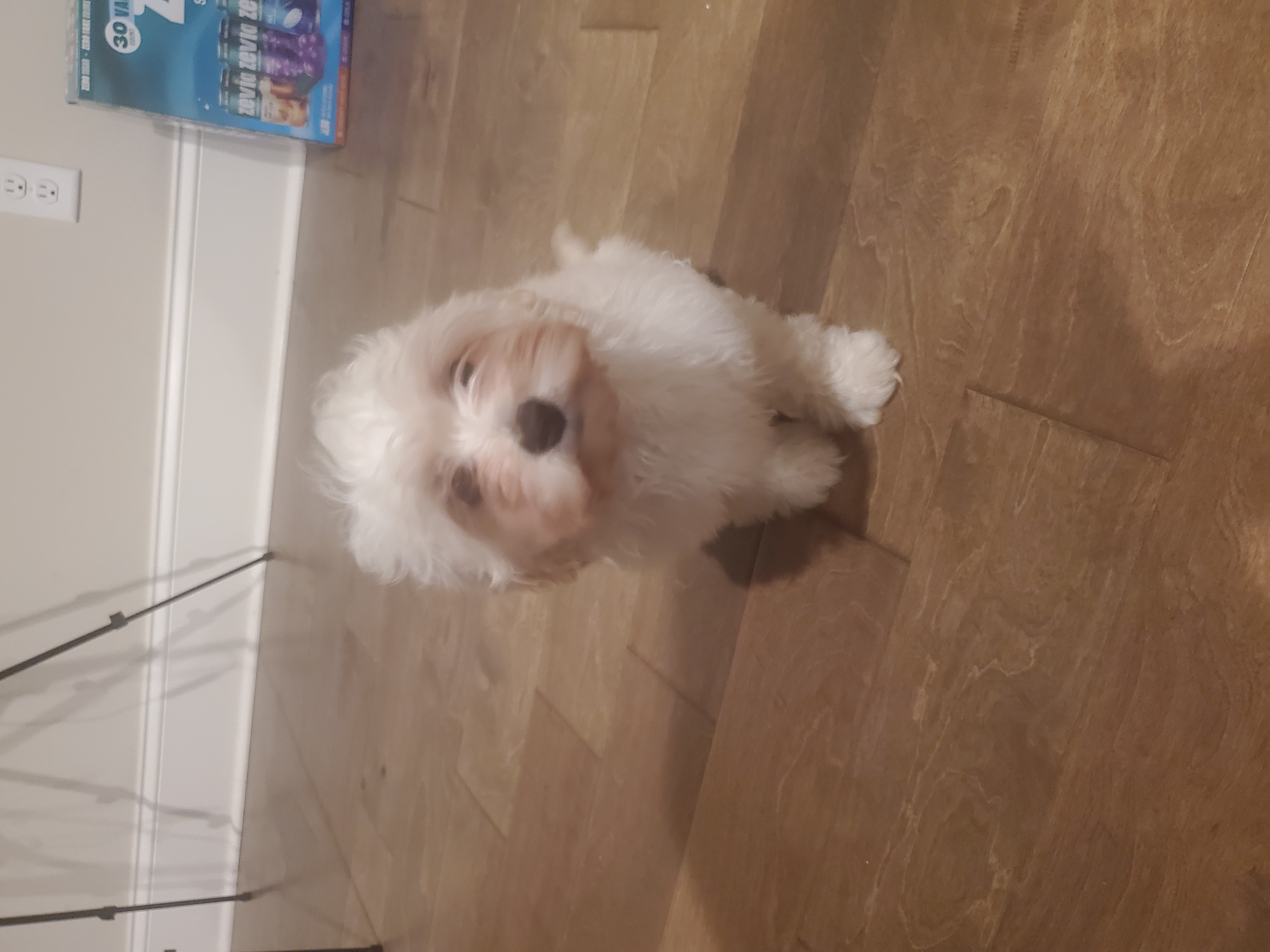 Sky – Maltipoo, Maltese puppy for sale in Lexington, SC