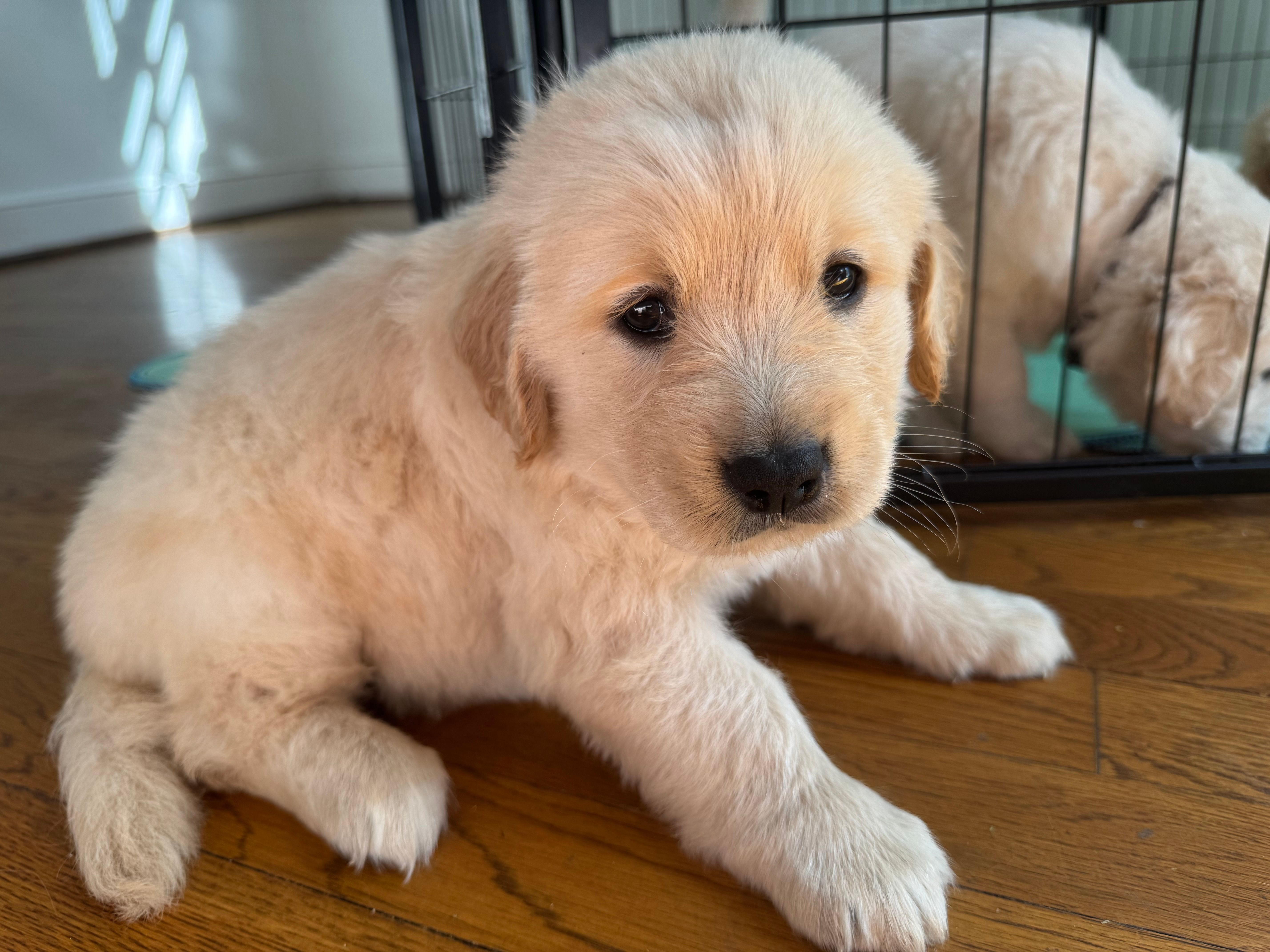 Orange  – Golden Retriever puppy for sale in Richmond, VA