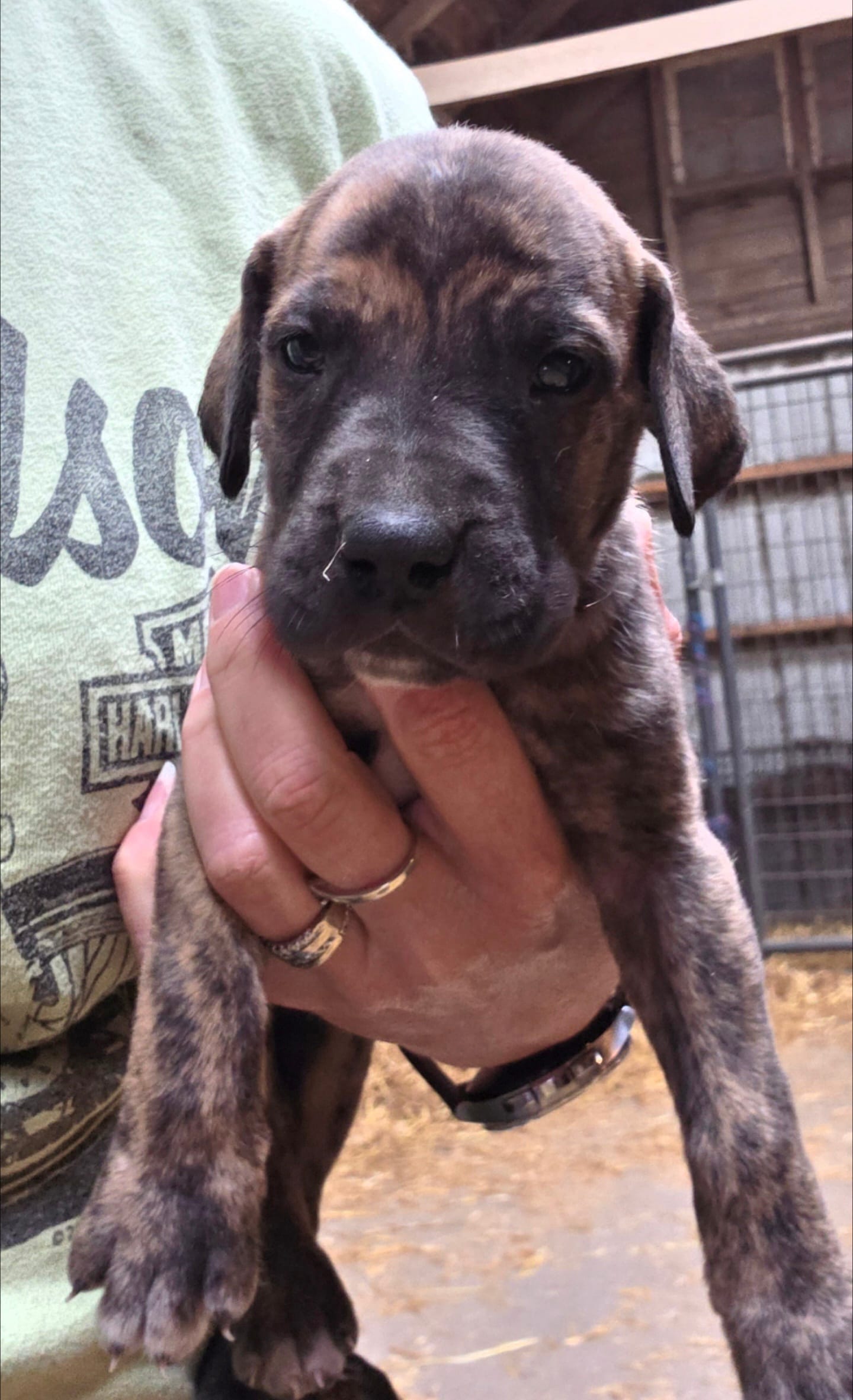 Ash – Great Dane puppy for sale in Blue Earth, MN