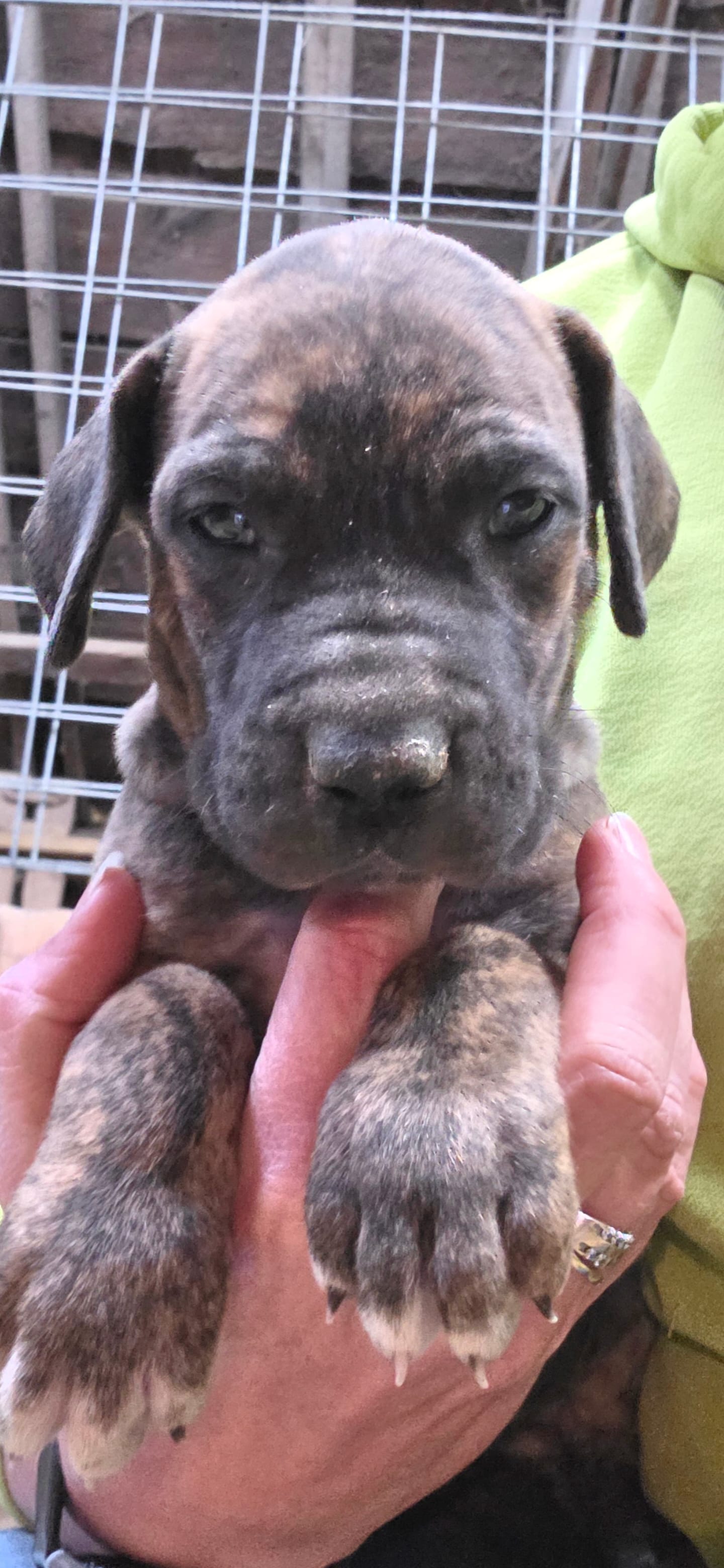 Dakota  – Great Dane puppy for sale in Blue Earth, MN