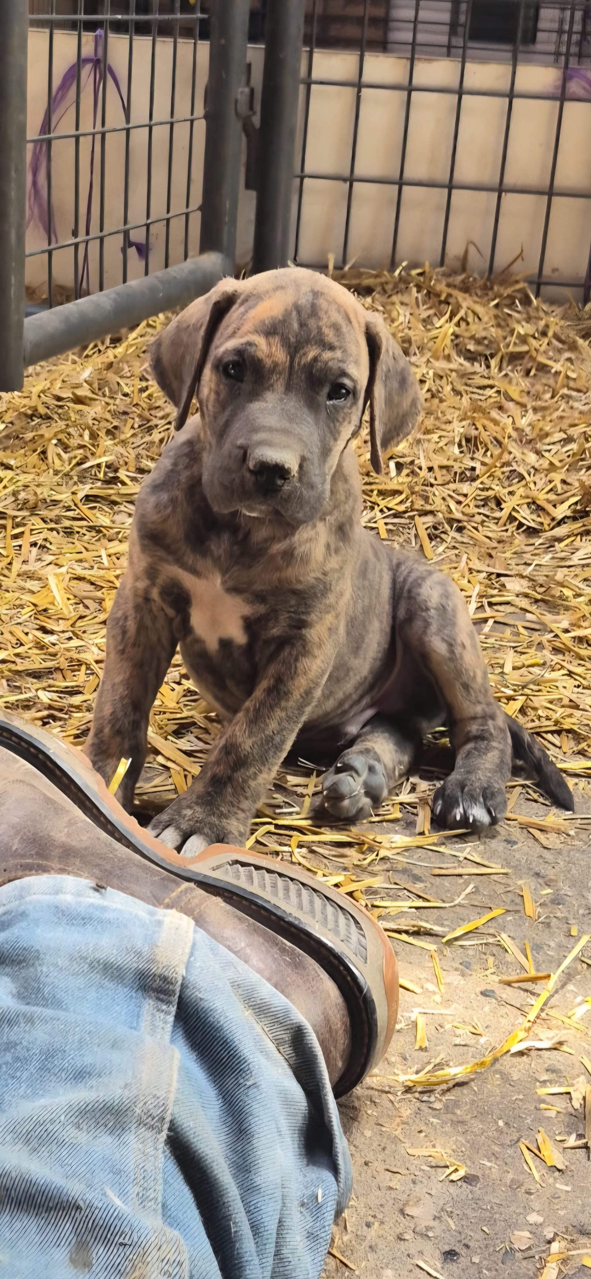 Dakota  – Great Dane puppy for sale in Blue Earth, MN