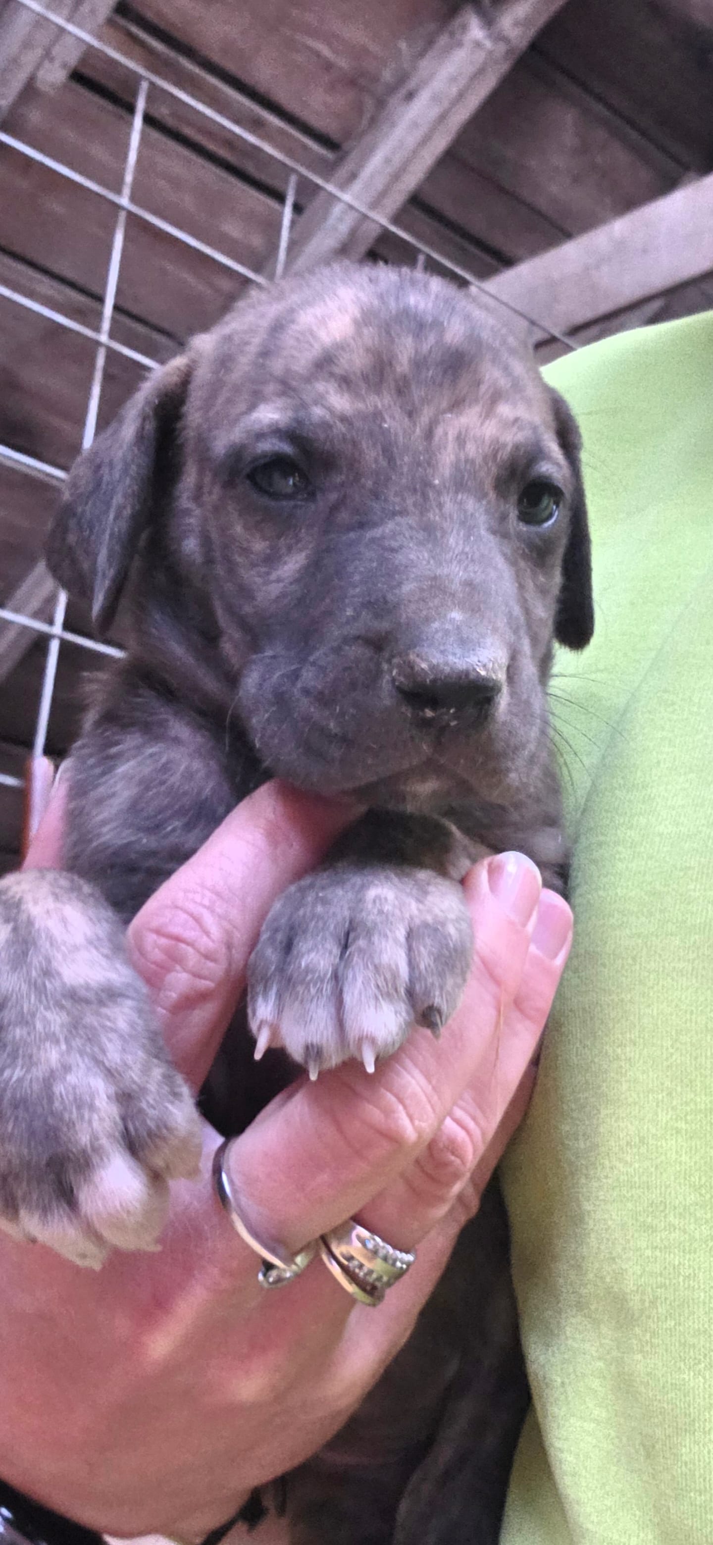 Sage – Great Dane puppy for sale in Blue Earth, MN