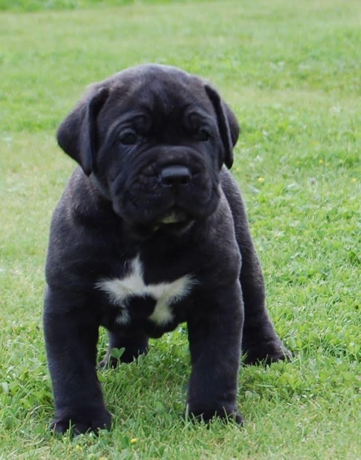 Spartan – Cane Corso puppy for sale in Springfield Township, PA