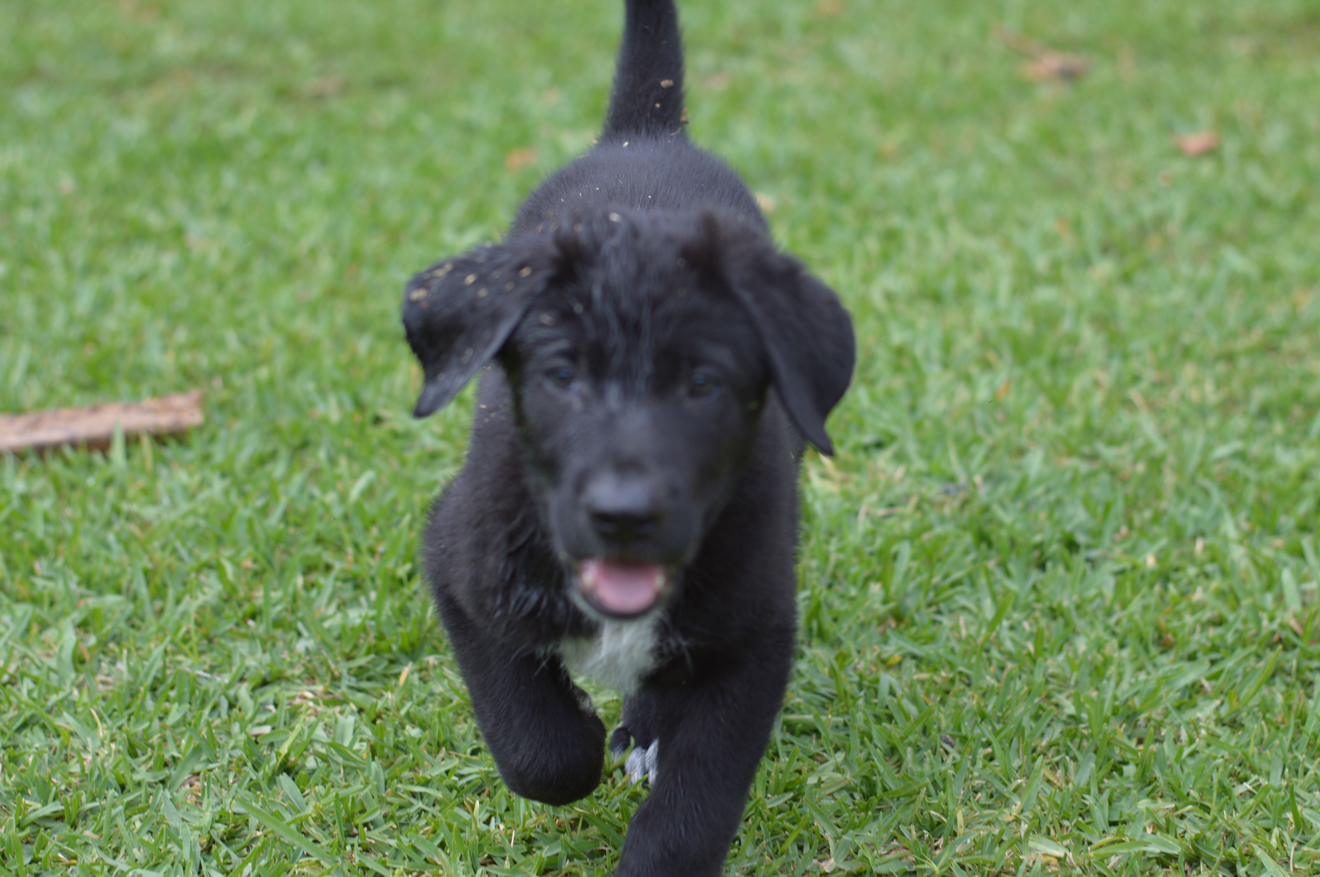 KANGO – Kangal Dog puppy for sale in Springfield Township, PA