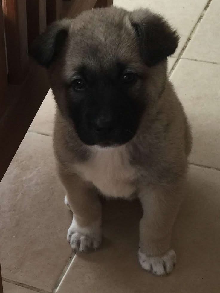 SPARTACUS – Kangal Dog puppy for sale in Springfield Township, PA