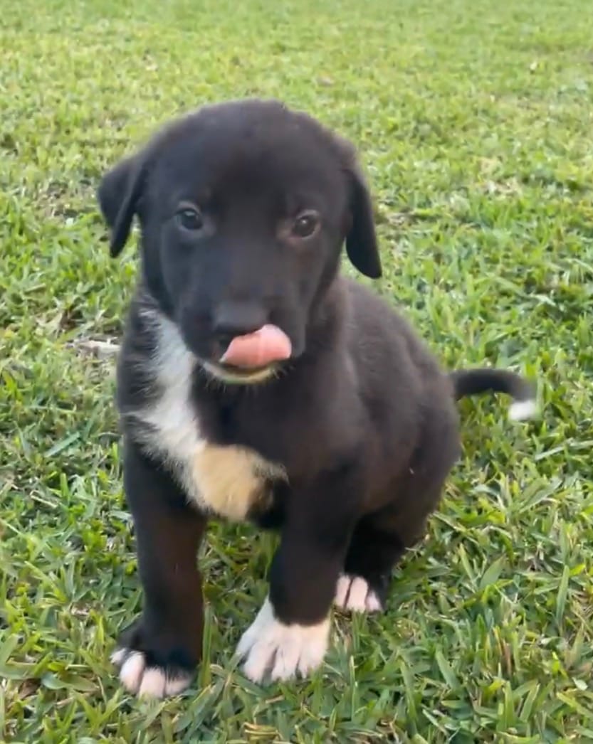 BACKUP – Kangal Dog puppy for sale in Springfield Township, PA