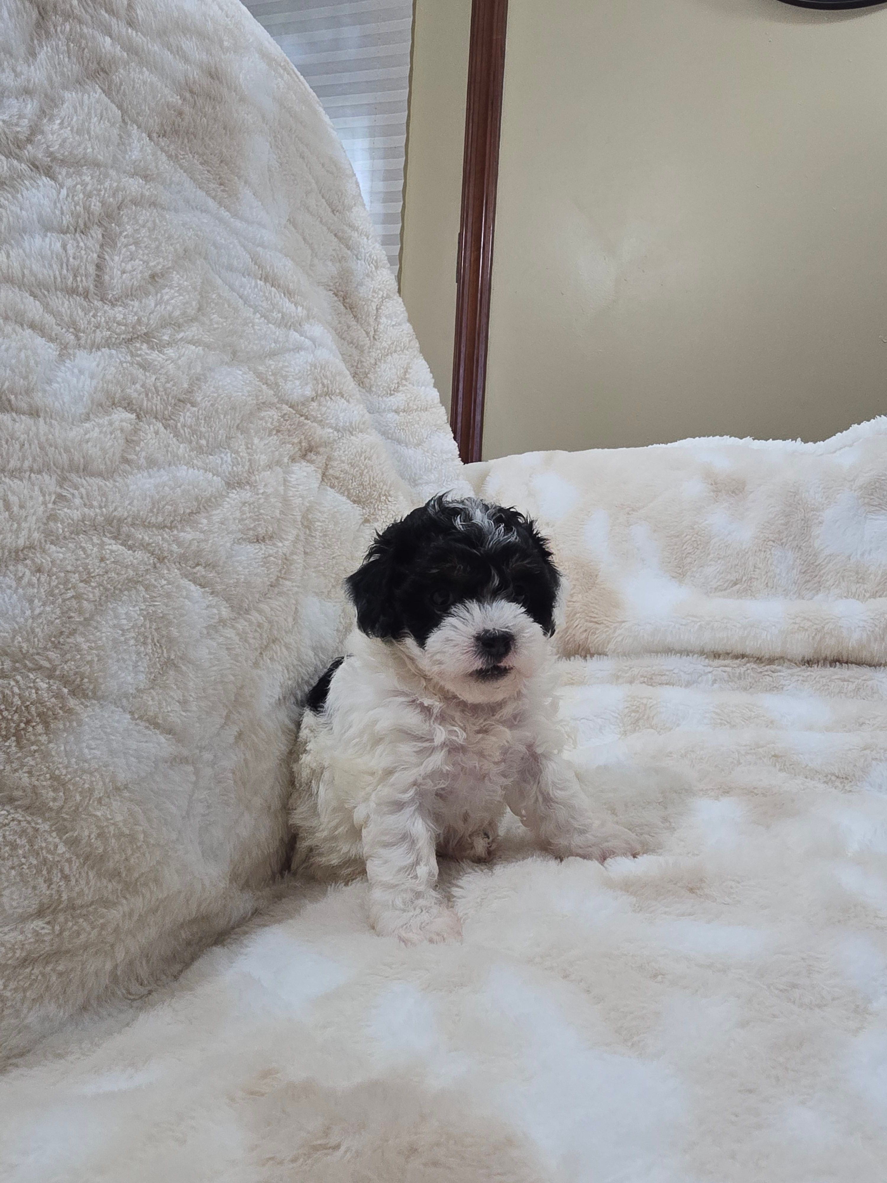 Trevor – Poodle - Toy  puppy for sale in Arthur, IL