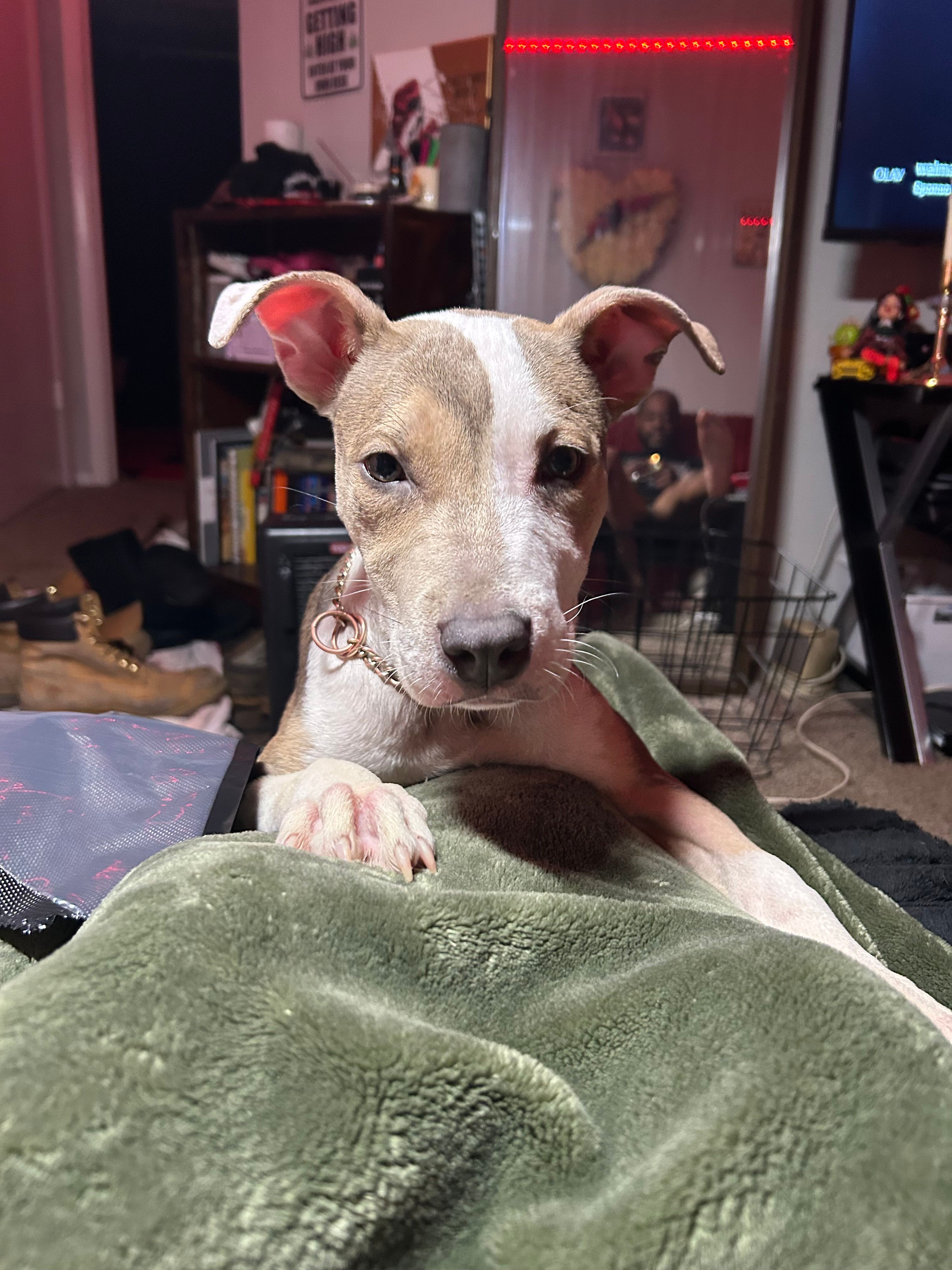 Ayla – American Staffordshire Terrier puppy for sale in Richmond, VA