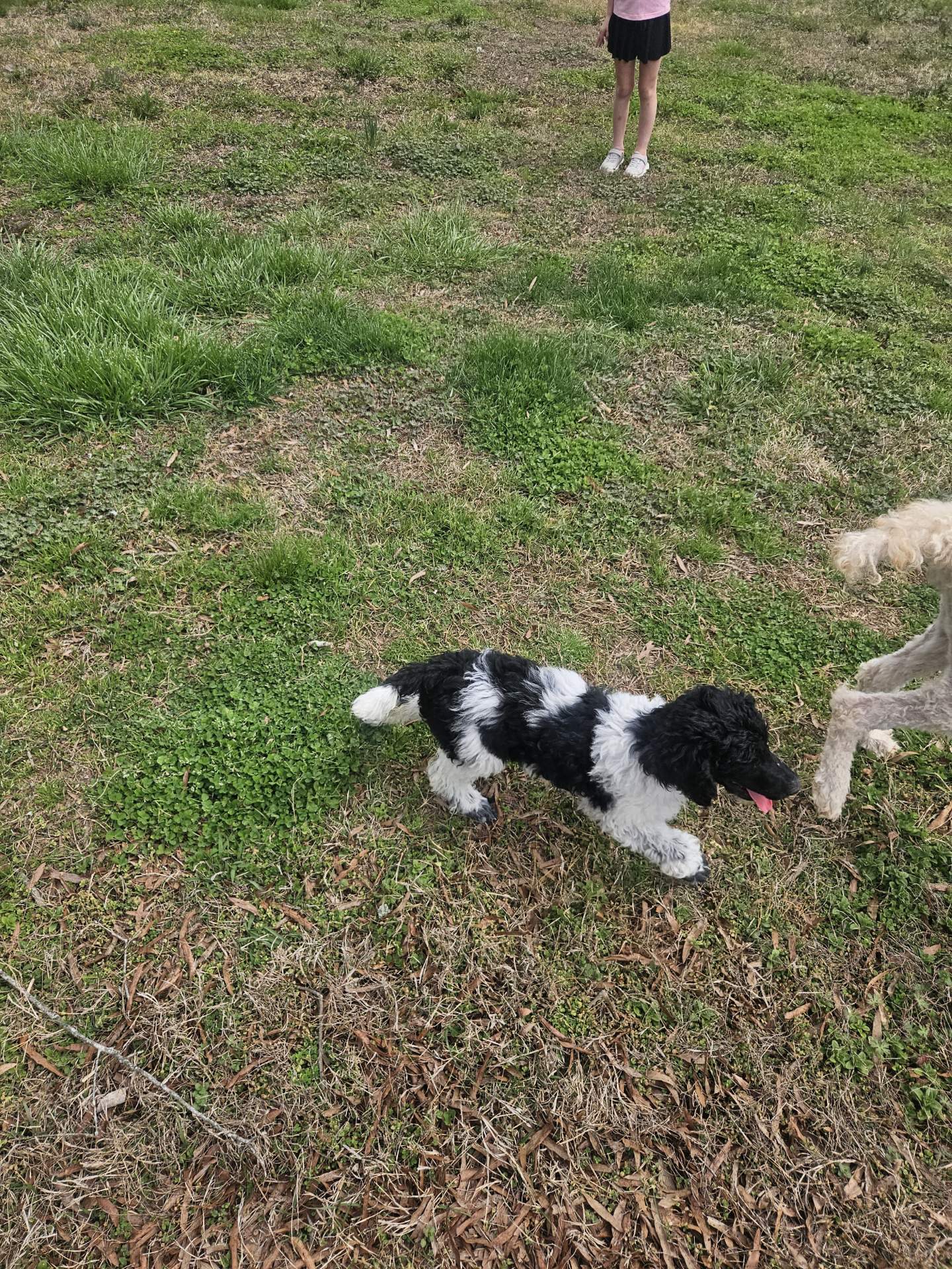 Chi Chi  – Poodle - Standard  puppy for sale in Lancaster, SC