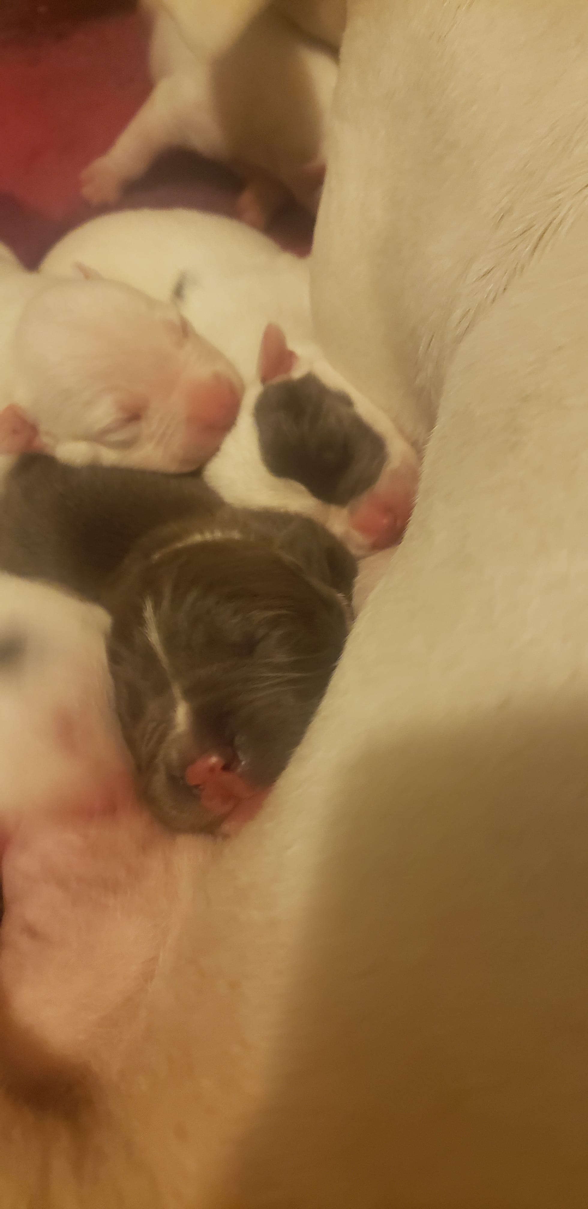 Litter of puppies