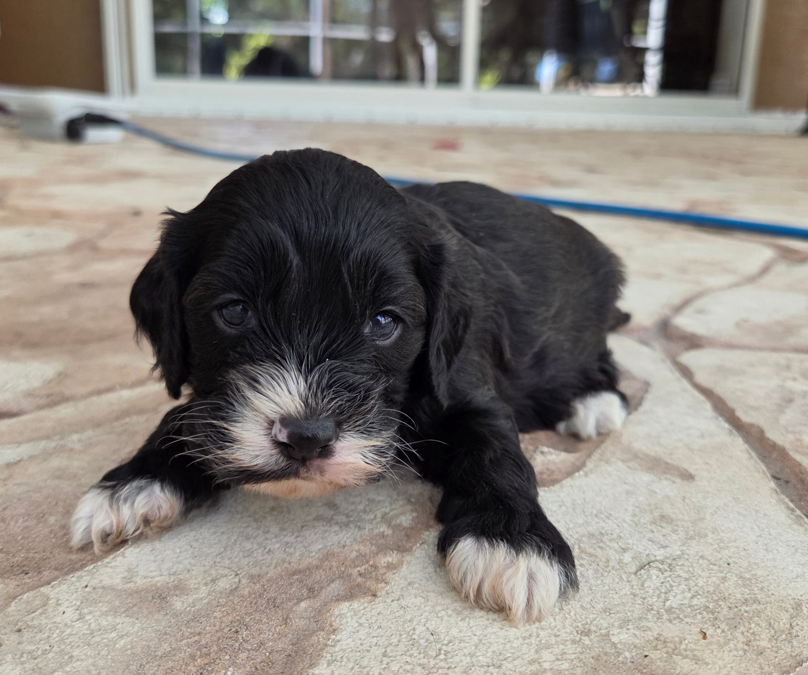 Tri colored phantom – Cockapoo puppy for sale in Fort Myers, FL