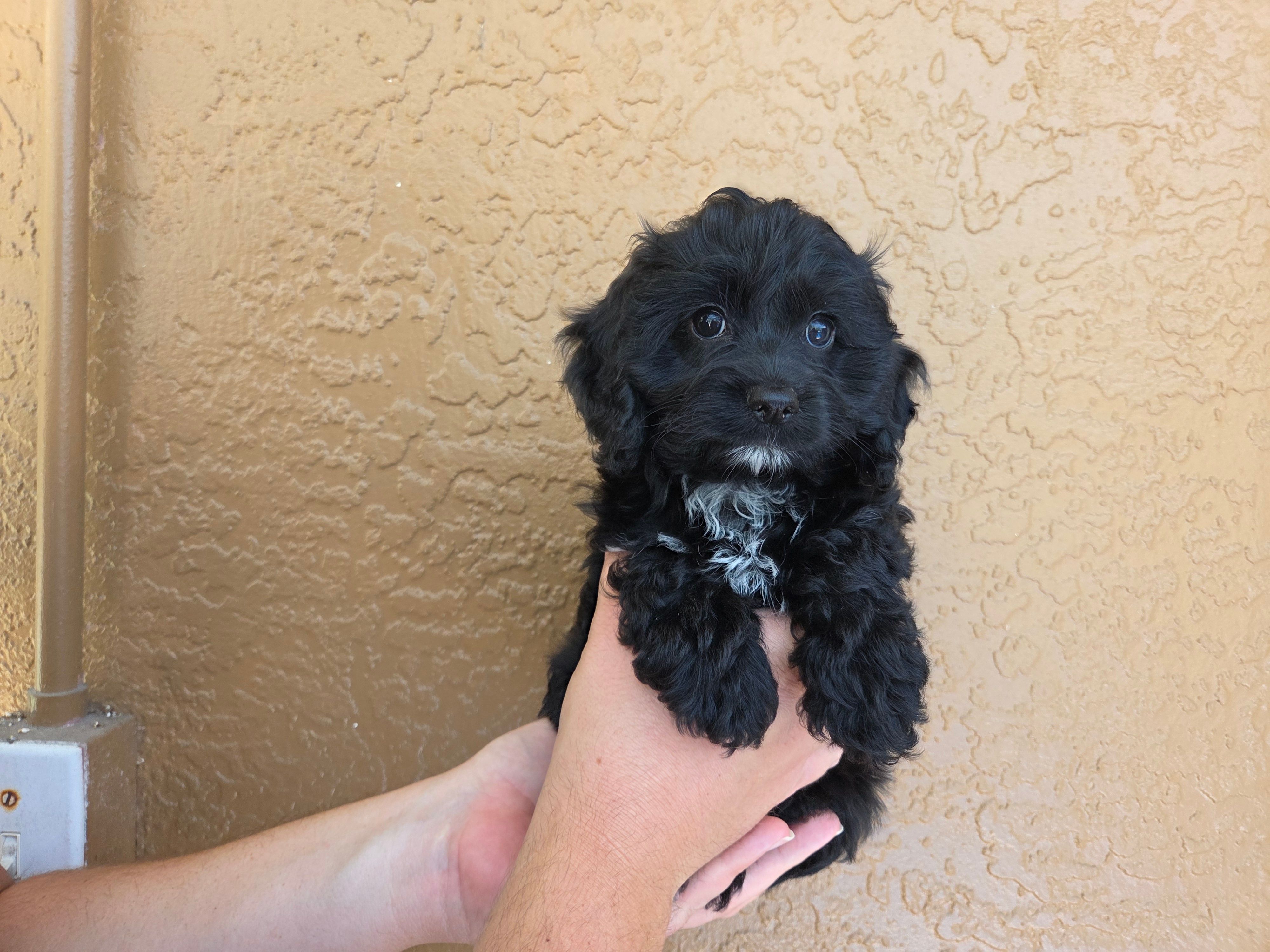 Rue3 – Cockapoo puppy for sale in Fort Myers, FL