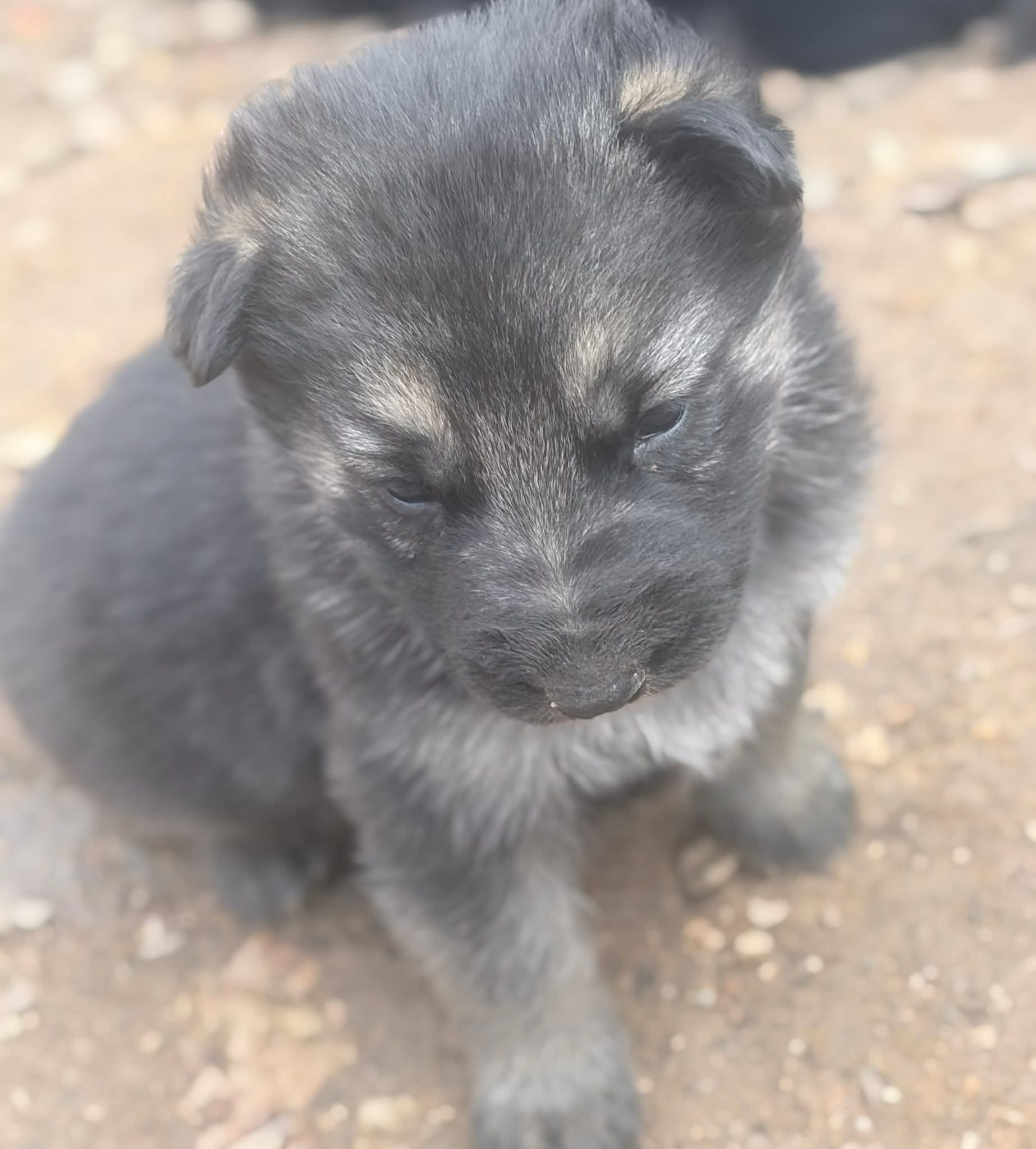 German Shepard puppy – German Shepherd Dog puppy for sale in Oxford, NC