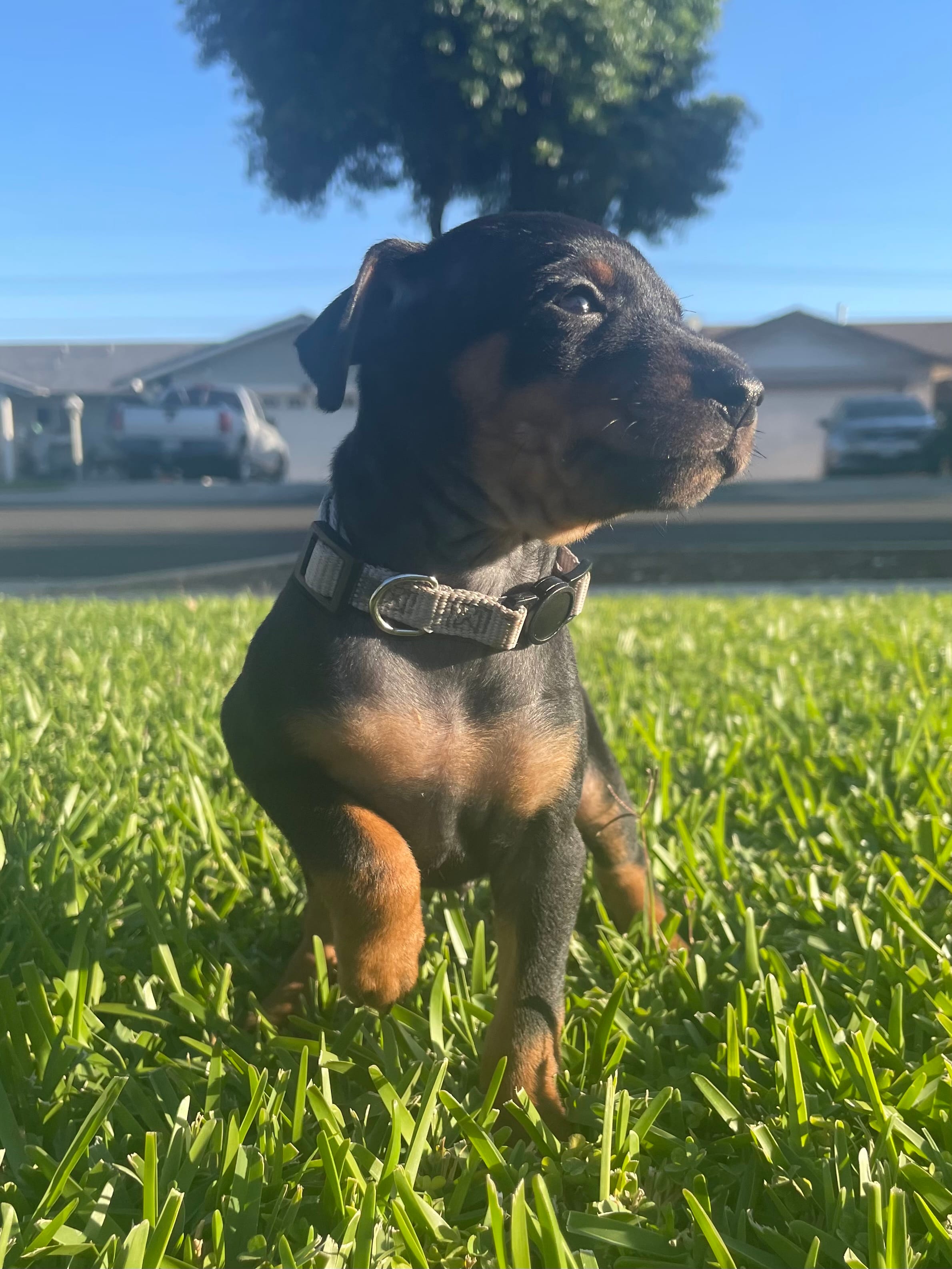 Joel – Miniature Pinscher puppy for sale in Upland, CA