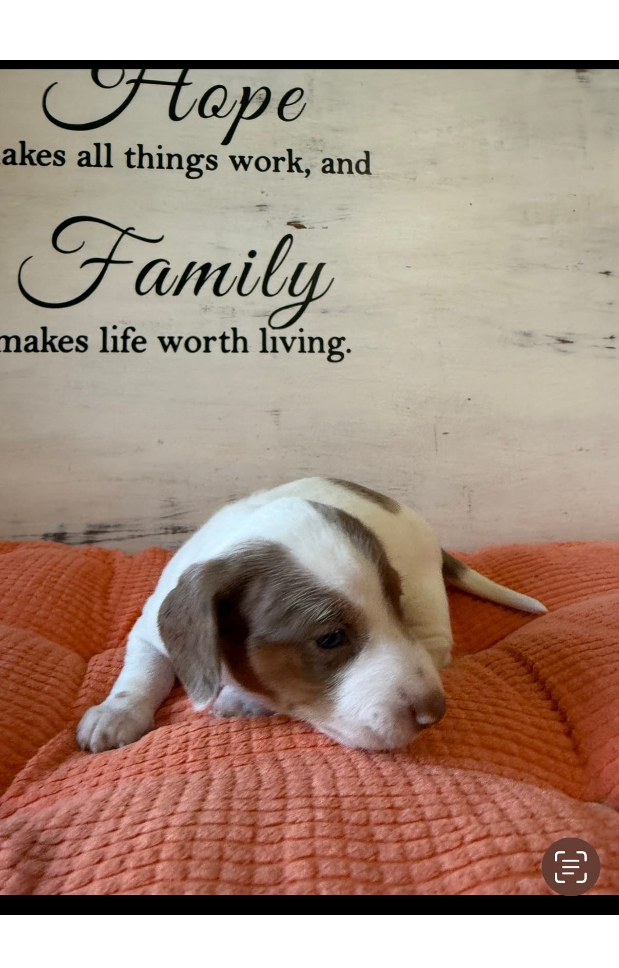 Percy  – Miniature Dachshund puppy for sale in Guilford, MO