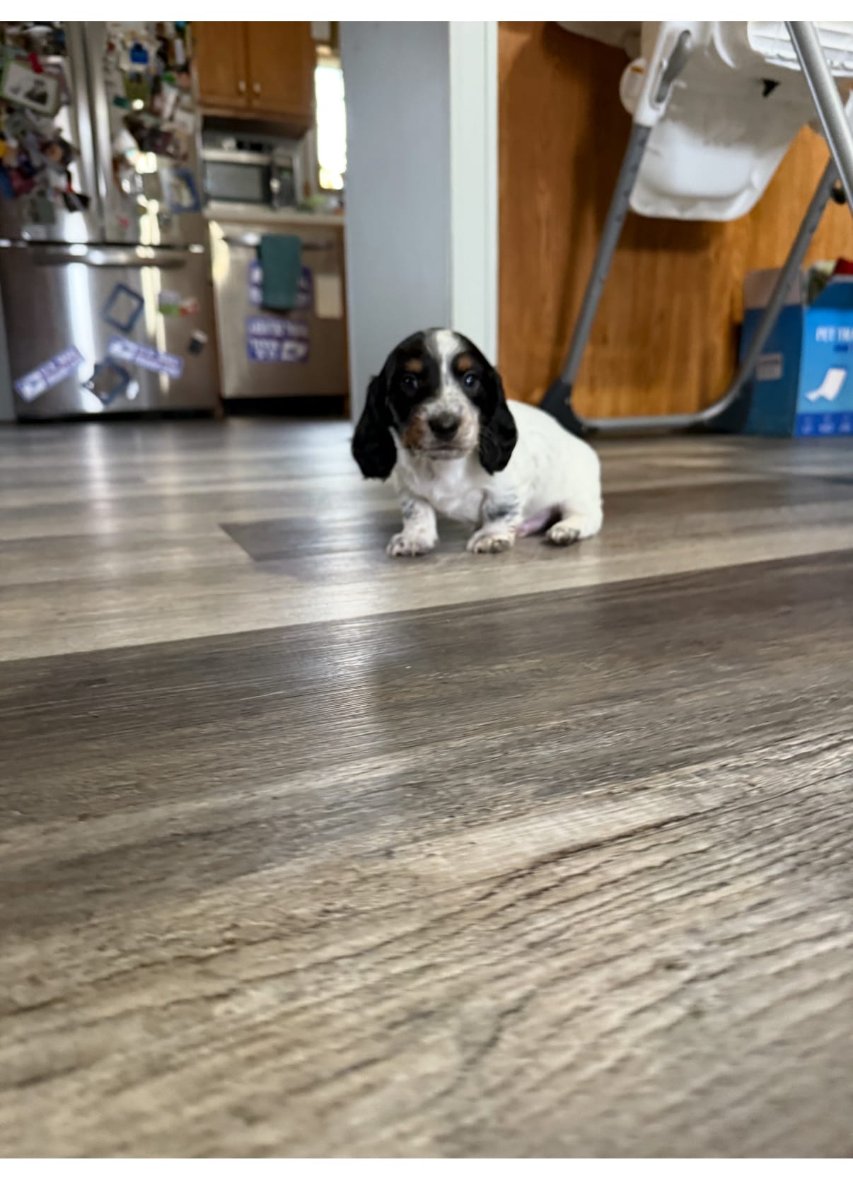 Paddy – Miniature Dachshund puppy for sale in Guilford, MO