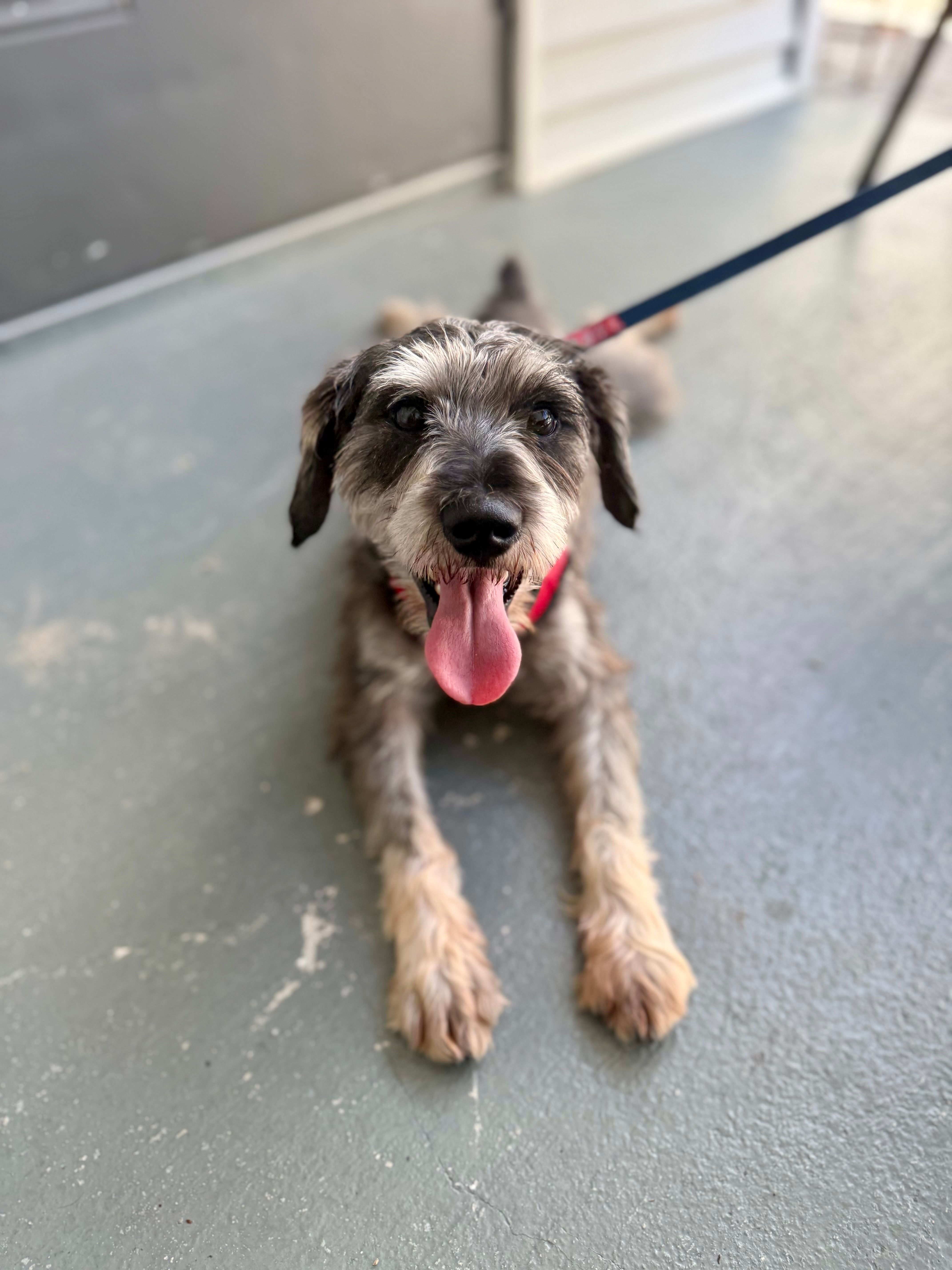 Yoshi – Miniature Schnauzer puppy for sale in Naples, FL