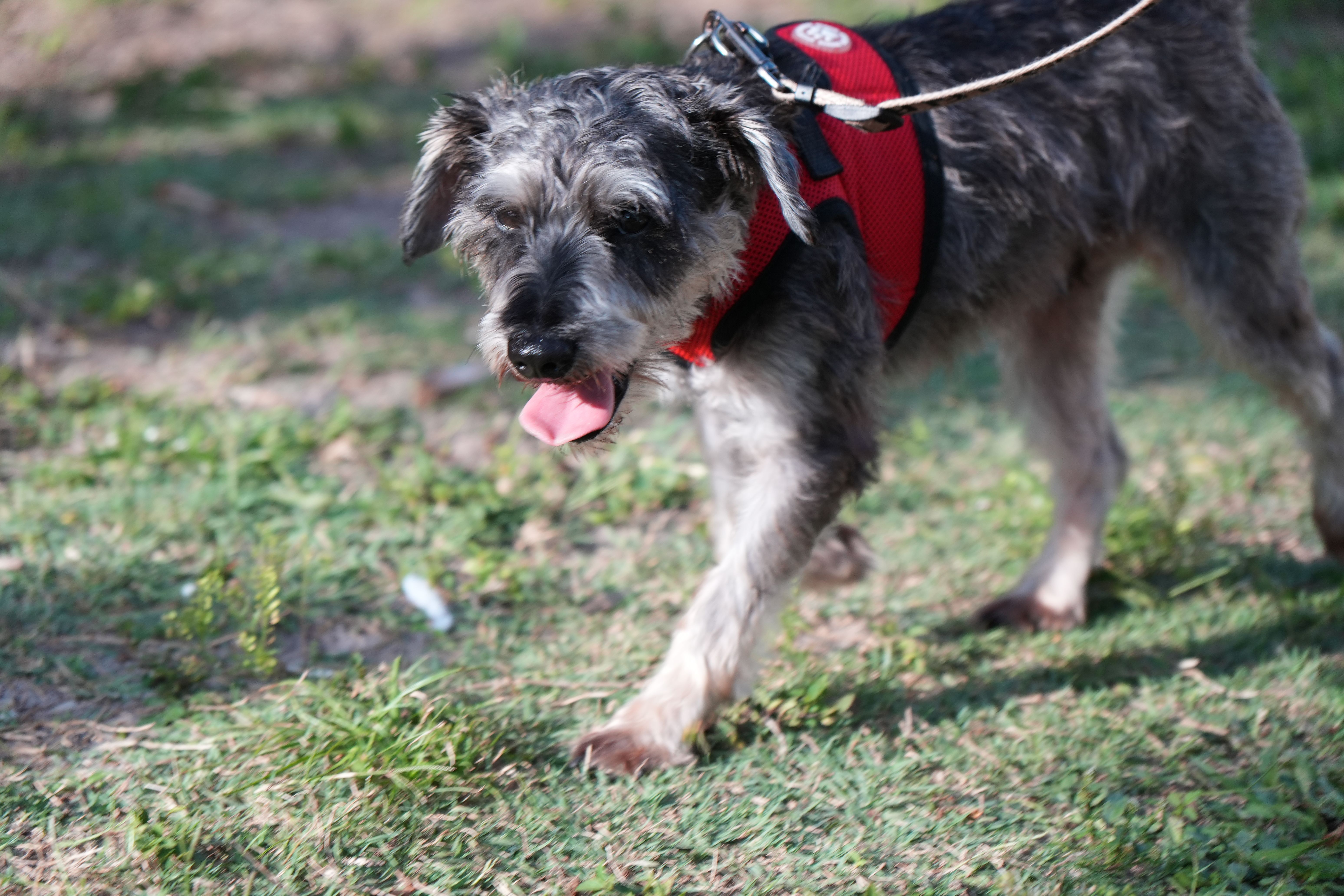 Yoshi, a male Miniature Schnauzer for sale in Naples, FL – Photo 9 of 10