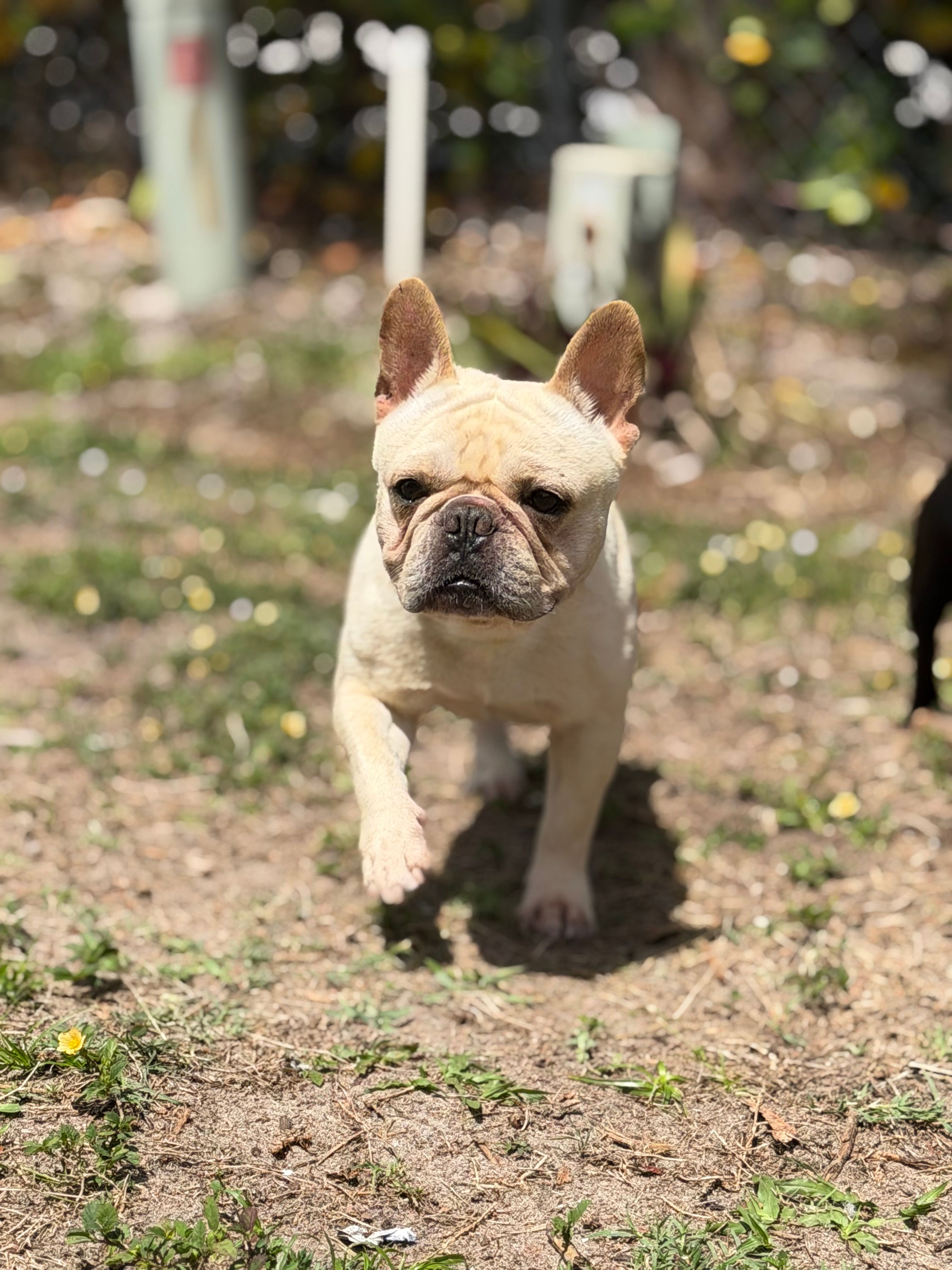 Gelato  – French Bulldog puppy for sale in Naples, FL