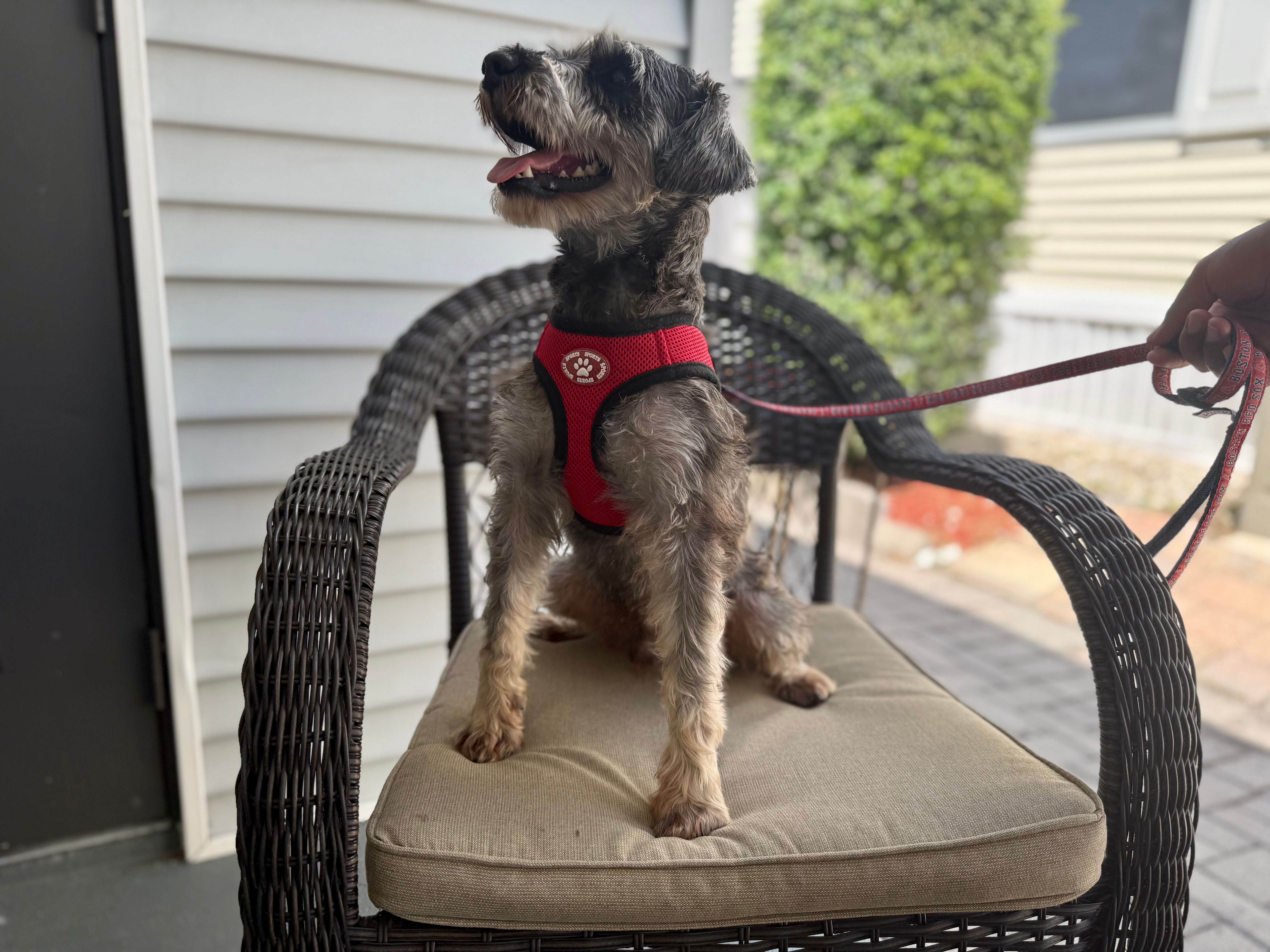 Yoshi – Miniature Schnauzer puppy for sale in Naples, FL