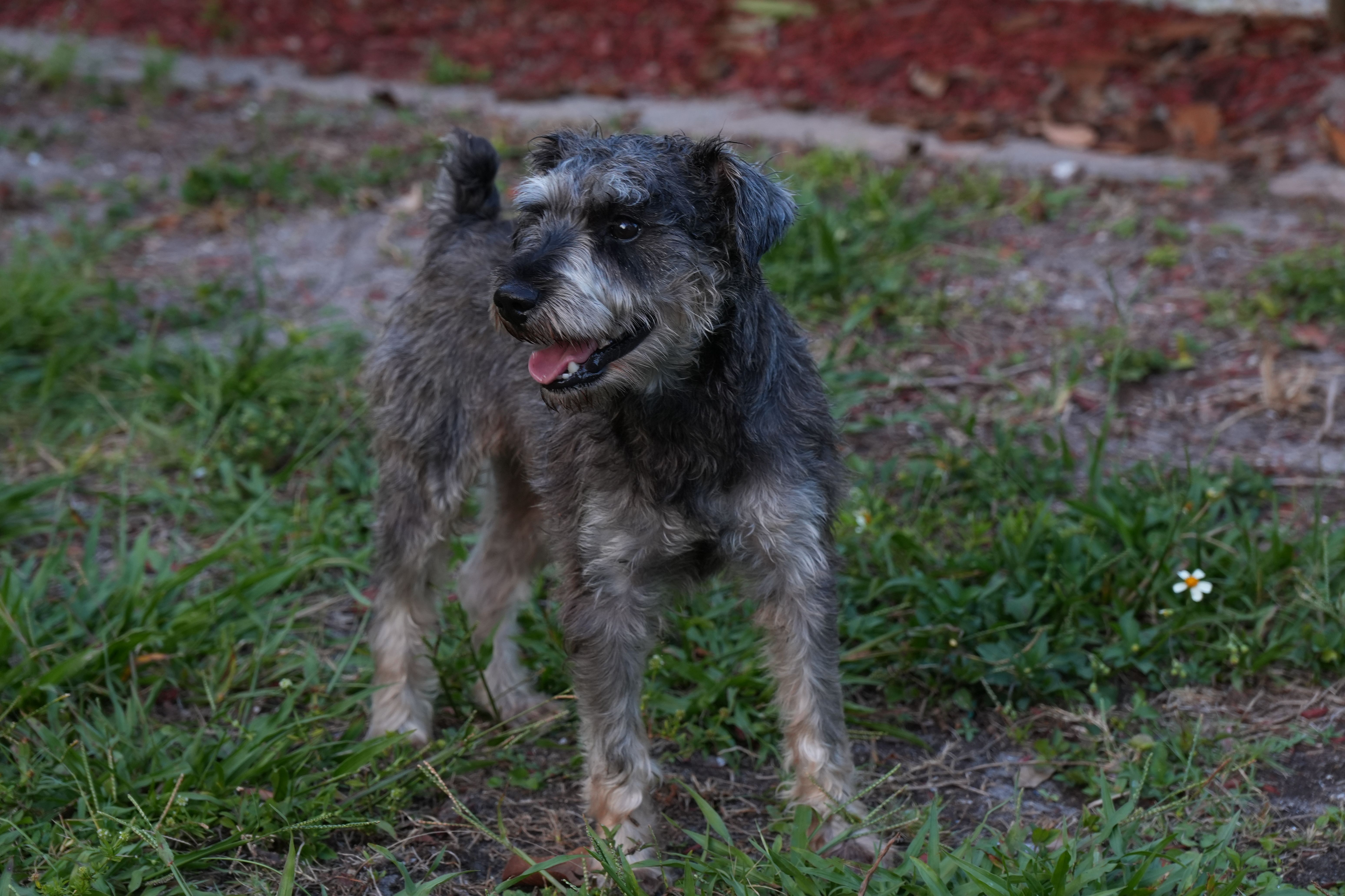 Yoshi, a male Miniature Schnauzer for sale in Naples, FL – Photo 8 of 10