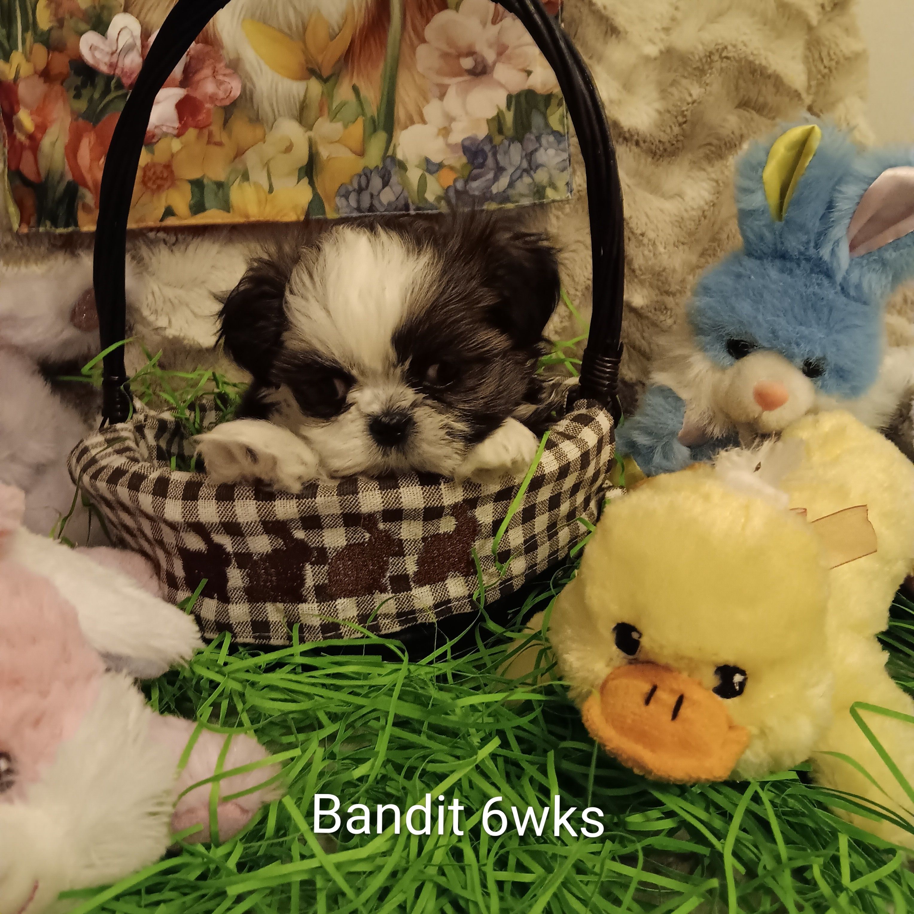 Bandit – Shih Tzu puppy for sale in Allenton, WI