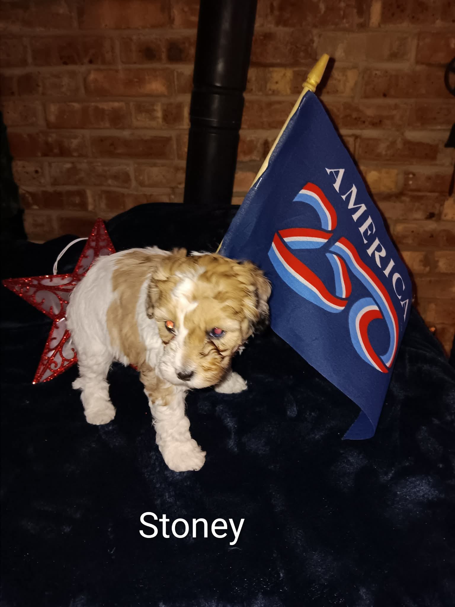 Stoney – Cavapoo, Bichpoo puppy for sale in Allenton, WI