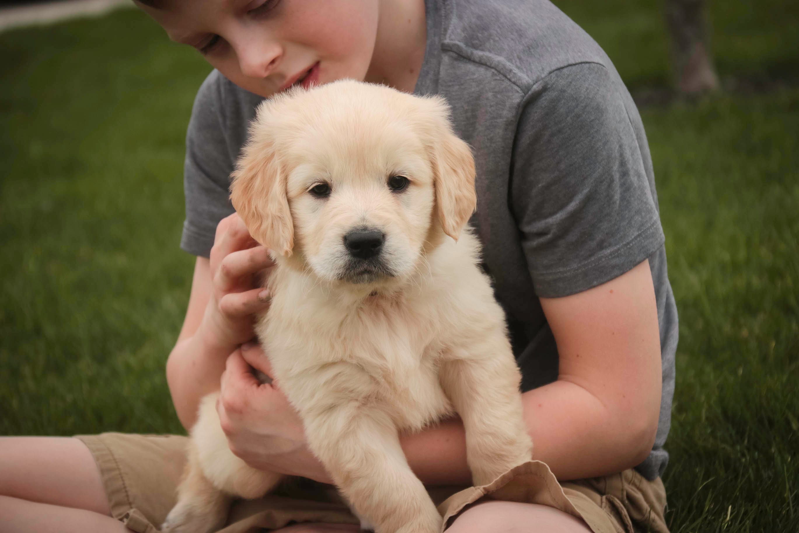 Ruby - CH lines, health tested parents – Golden Retriever puppy for sale in Milford, IN