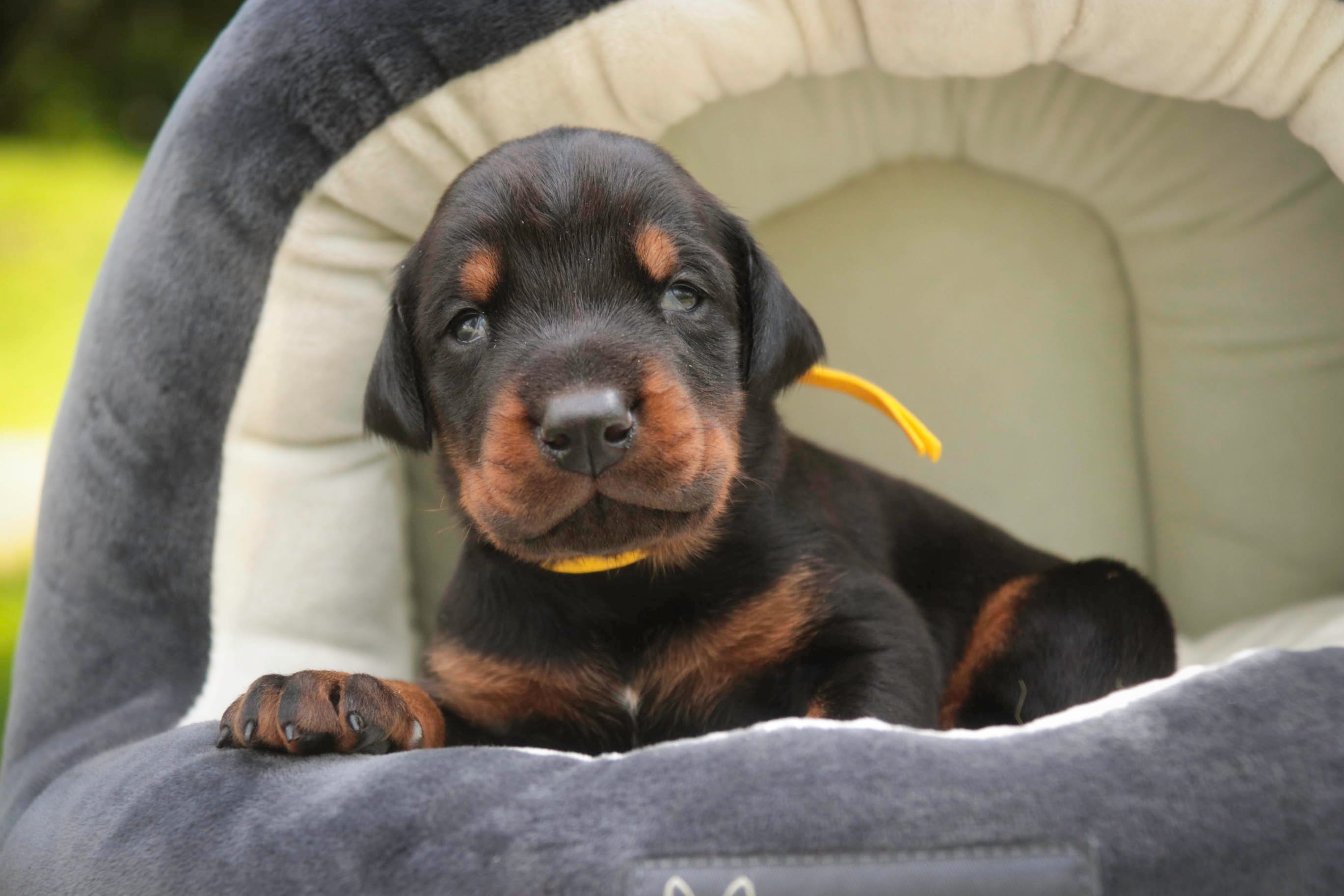 Leopold - AKC, health tested lines – Doberman Pinscher puppy for sale in Milford, IN
