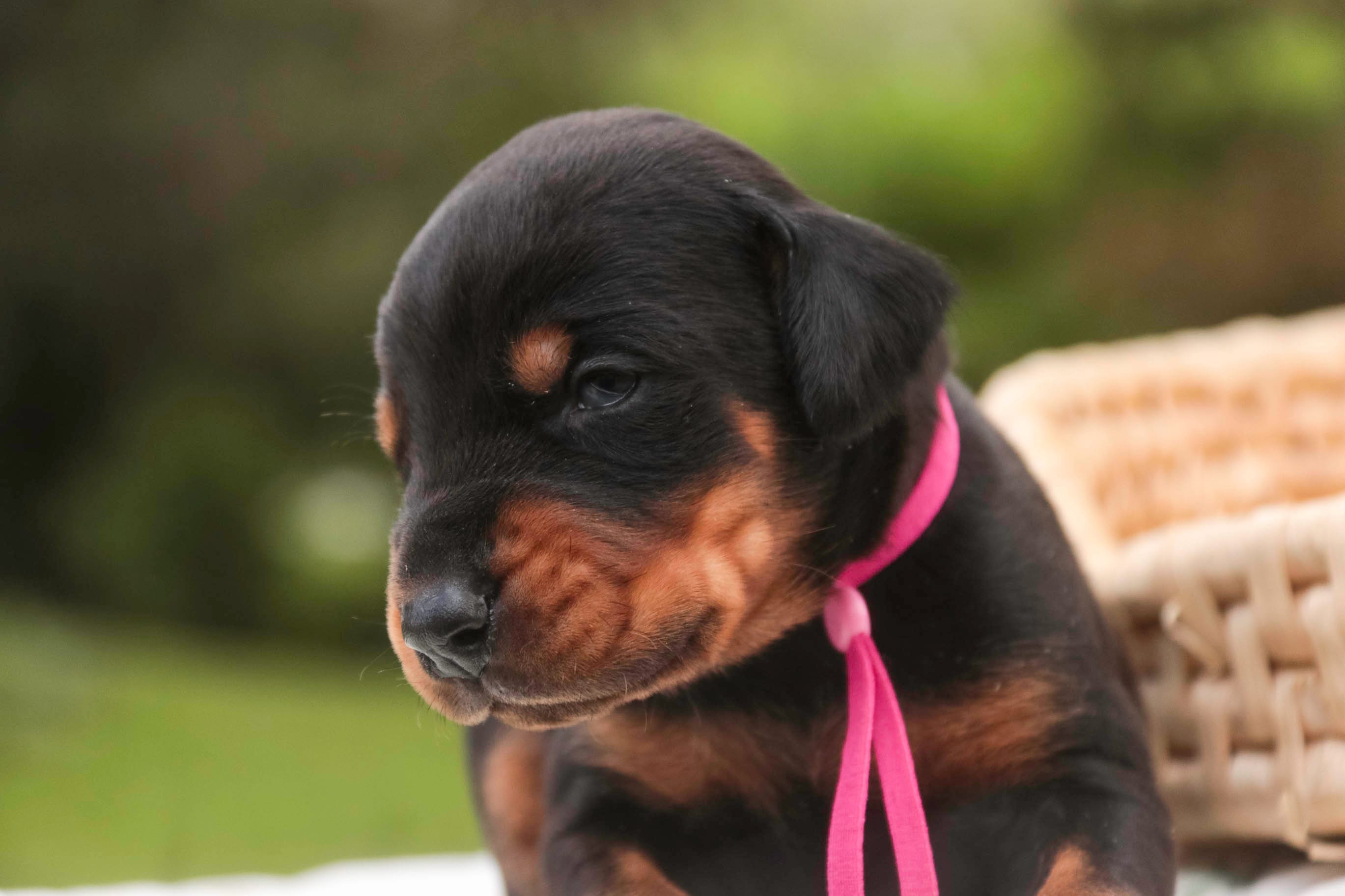 Delphine - AKC, Health tested lines – Doberman Pinscher puppy for sale in Milford, IN