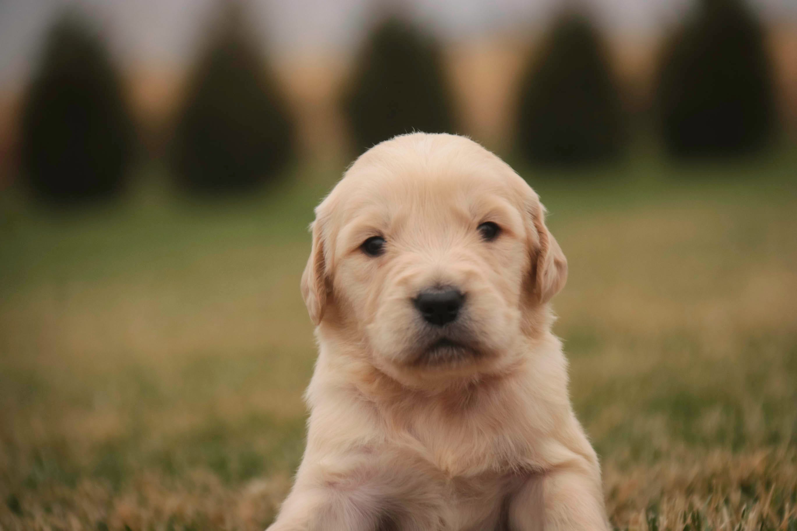 Mica - AKC, health tested, CH lines – Golden Retriever puppy for sale in Milford, IN
