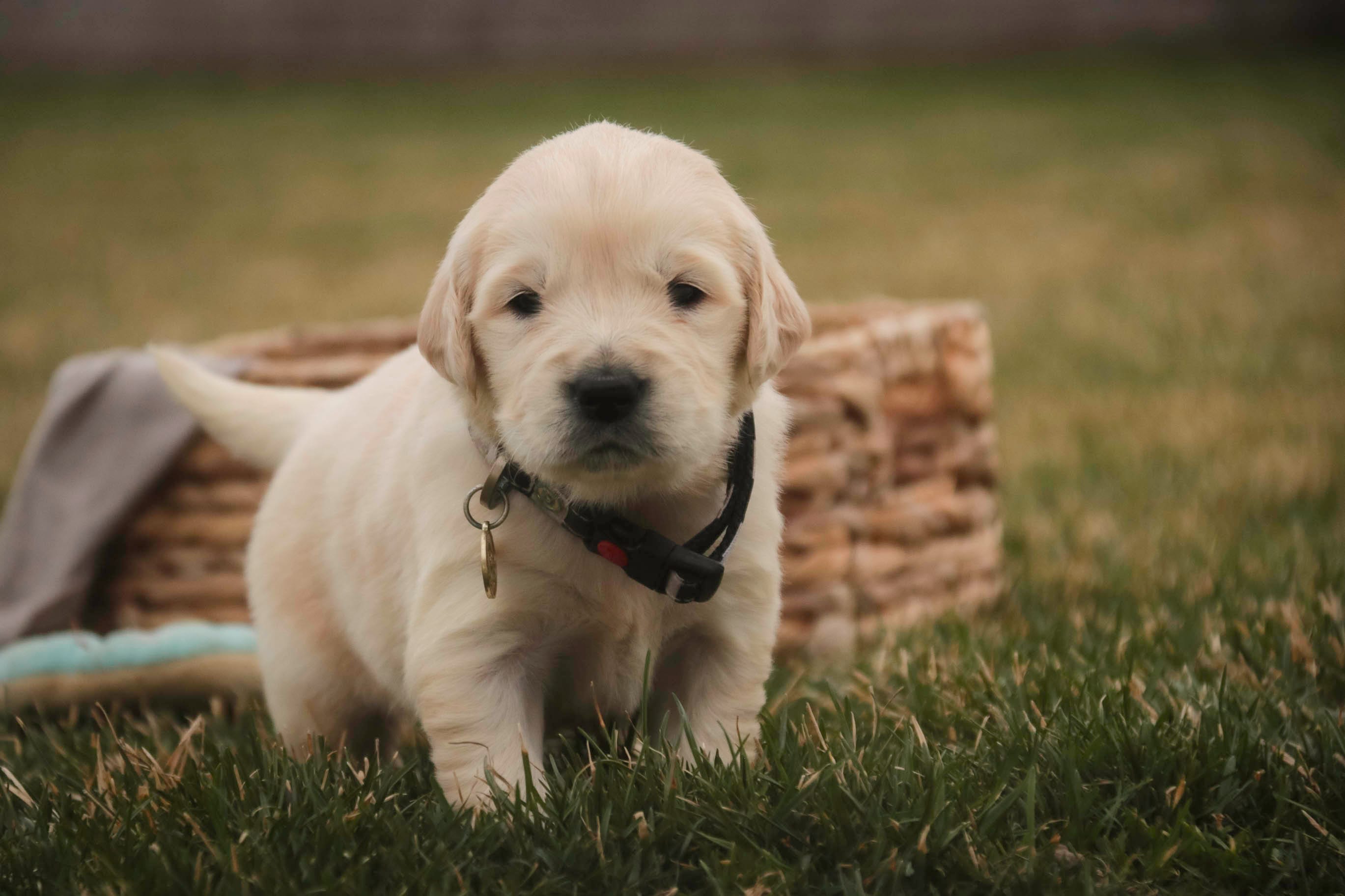 Female 1 - CH lines, health tested parents – Golden Retriever puppy for sale in Milford, IN