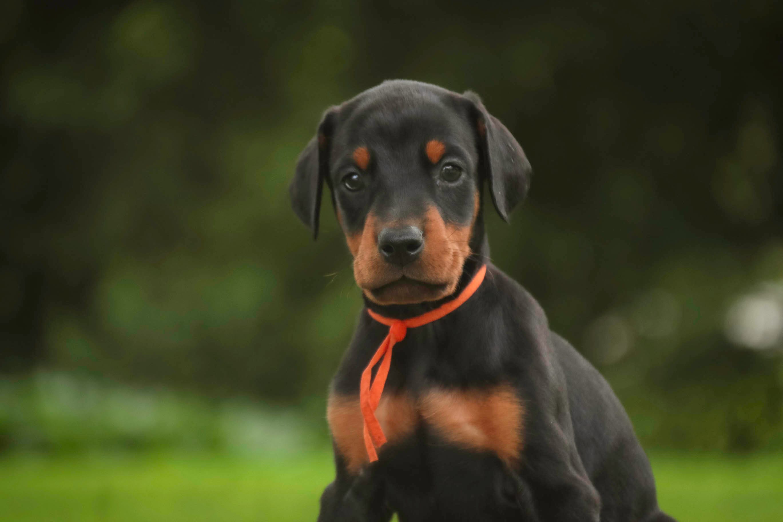 Isadora - AKC, health tested parents – Doberman Pinscher puppy for sale in Milford, IN