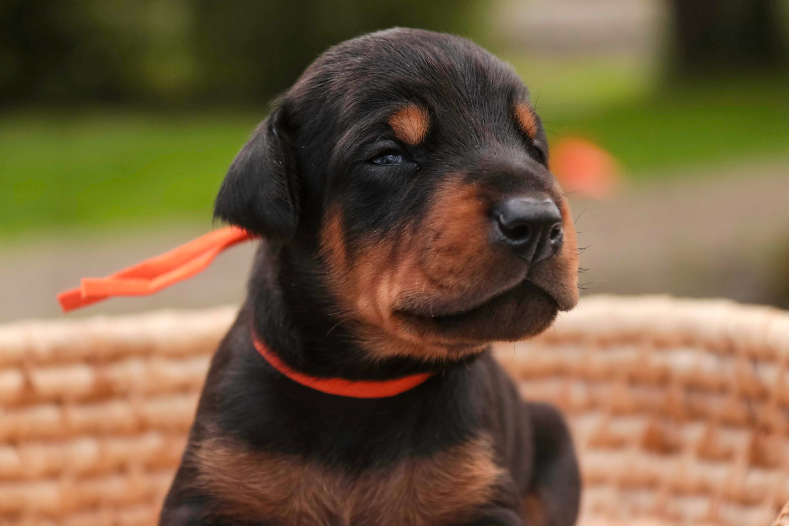 Isadora - AKC, health tested parents – Doberman Pinscher puppy for sale in Milford, IN